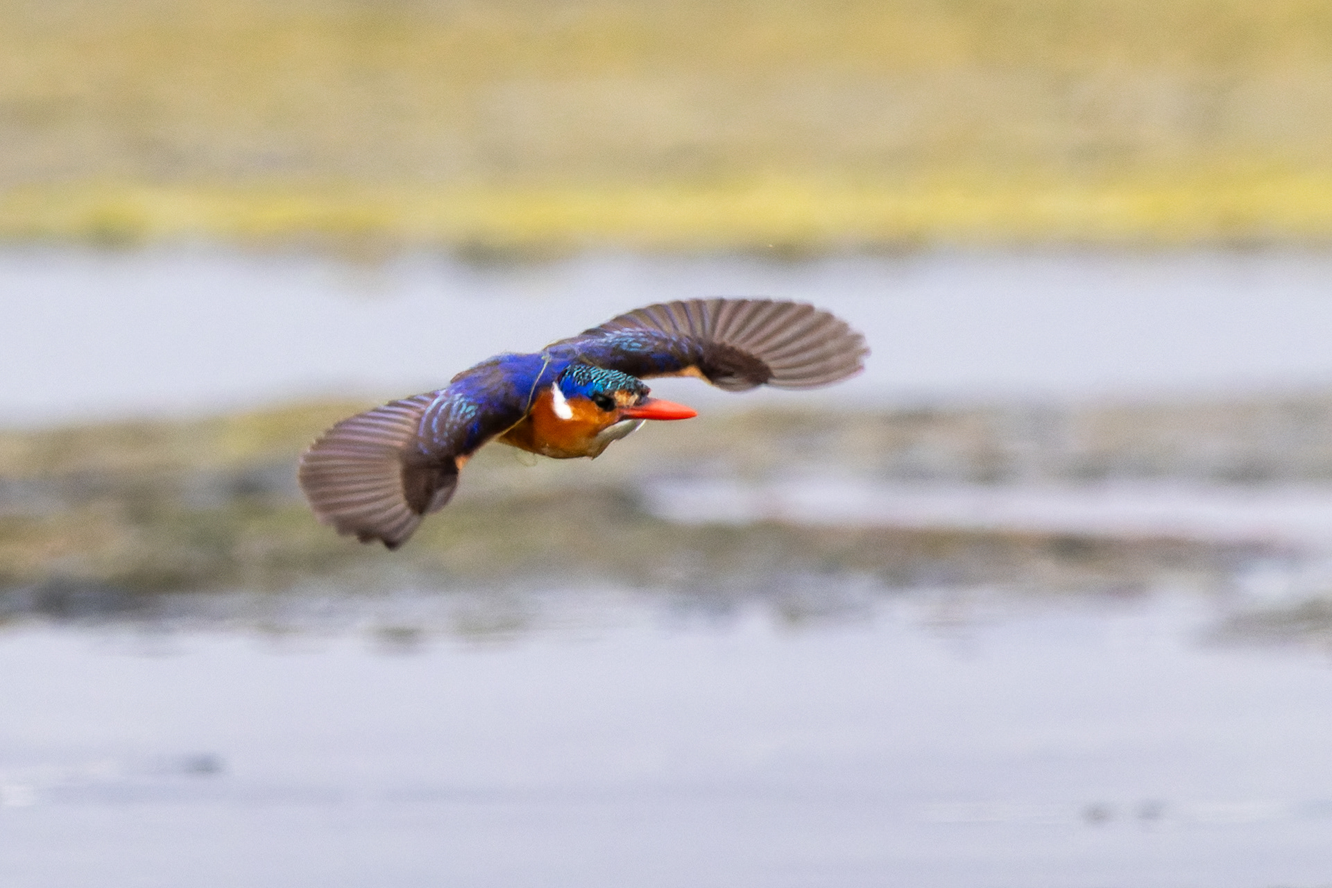 Malachite Kingfisher