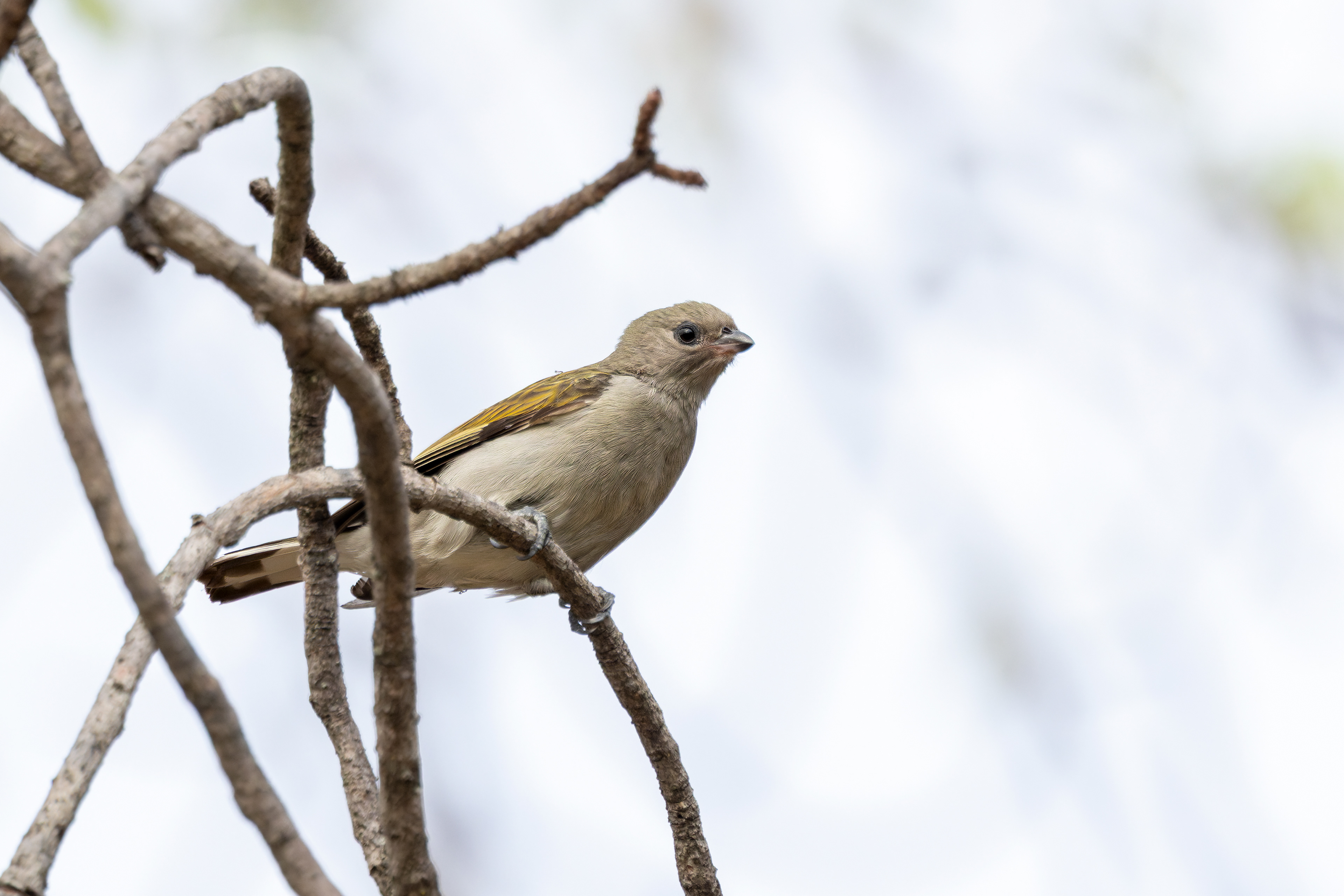 Lesser Honeyguide