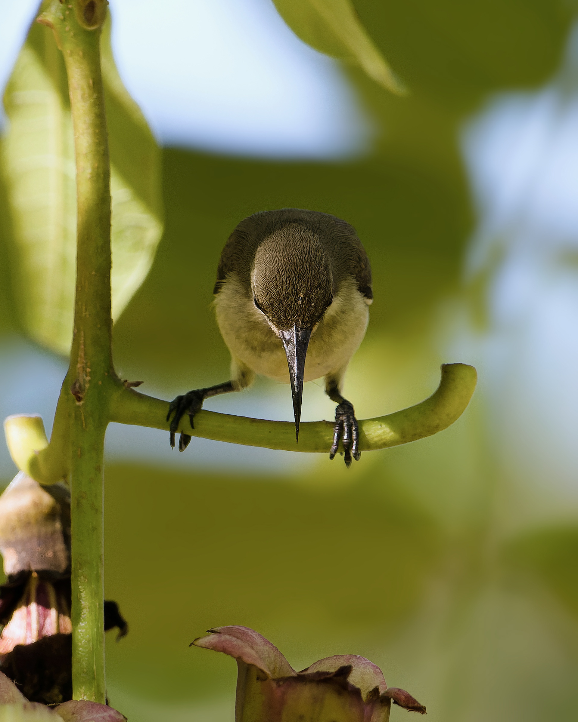 White-breasted Sunbird