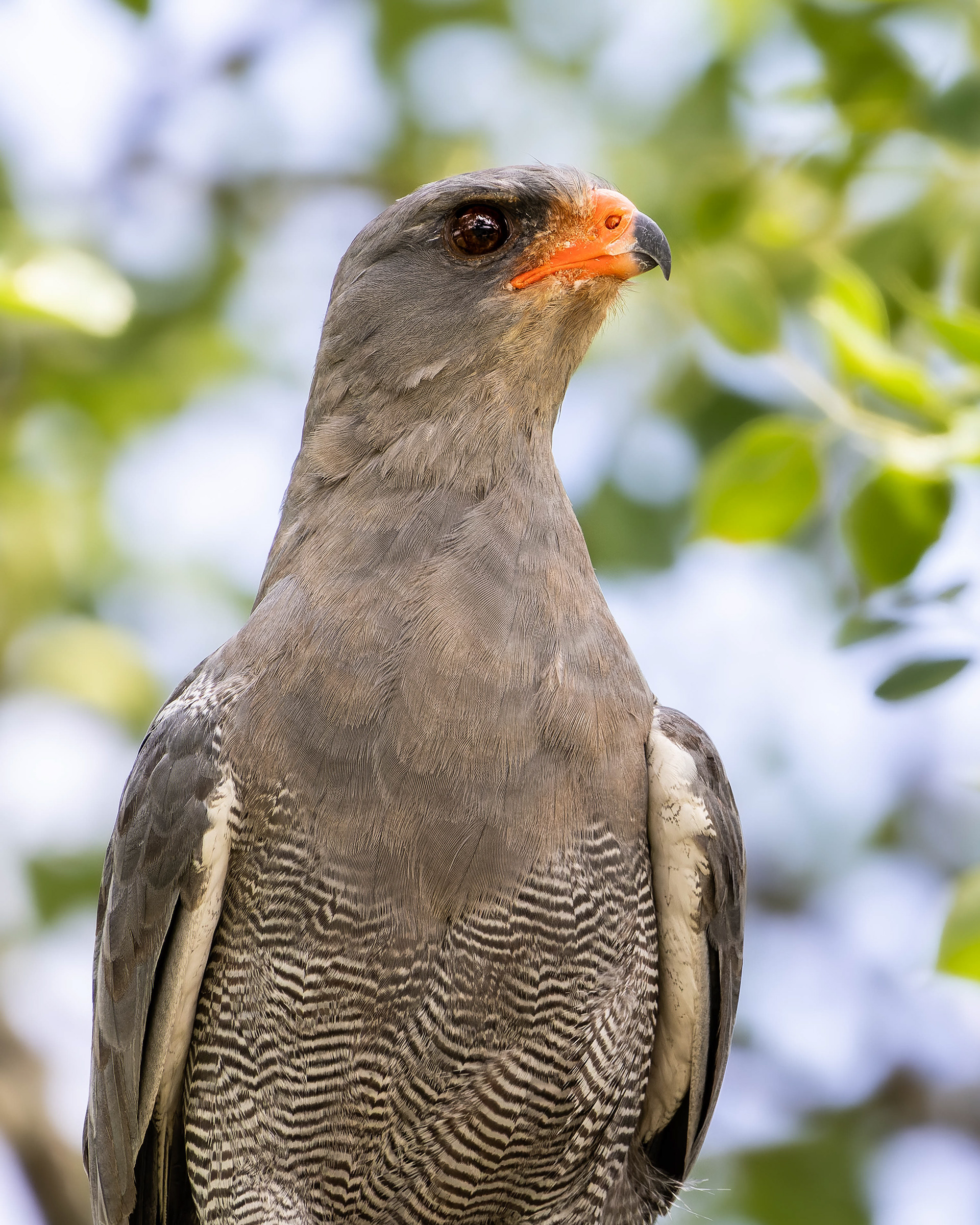 Dark-chanting Goshawk