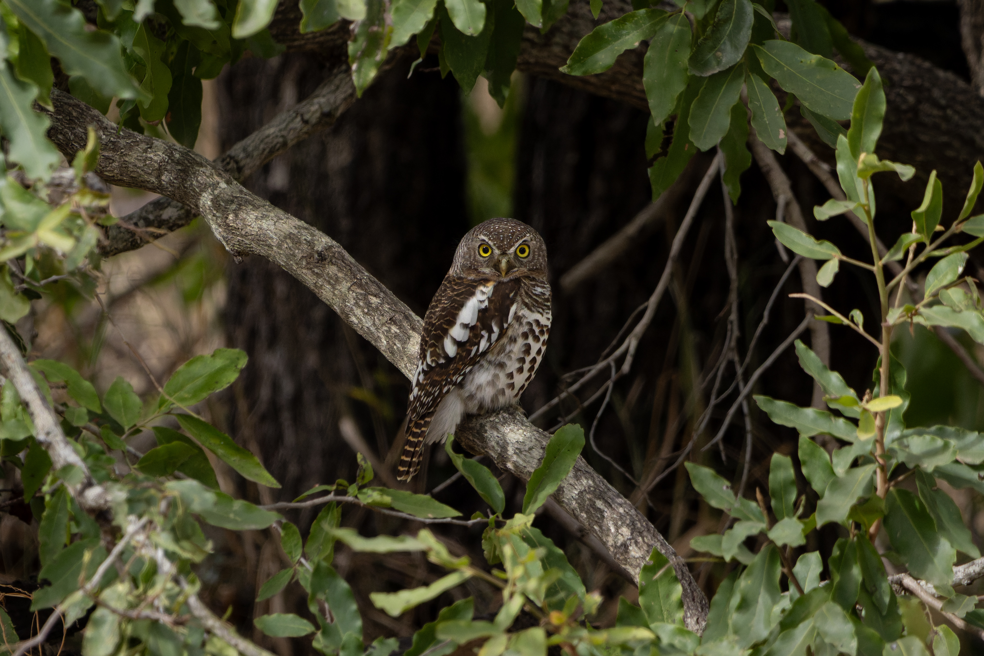 African Barred Owl