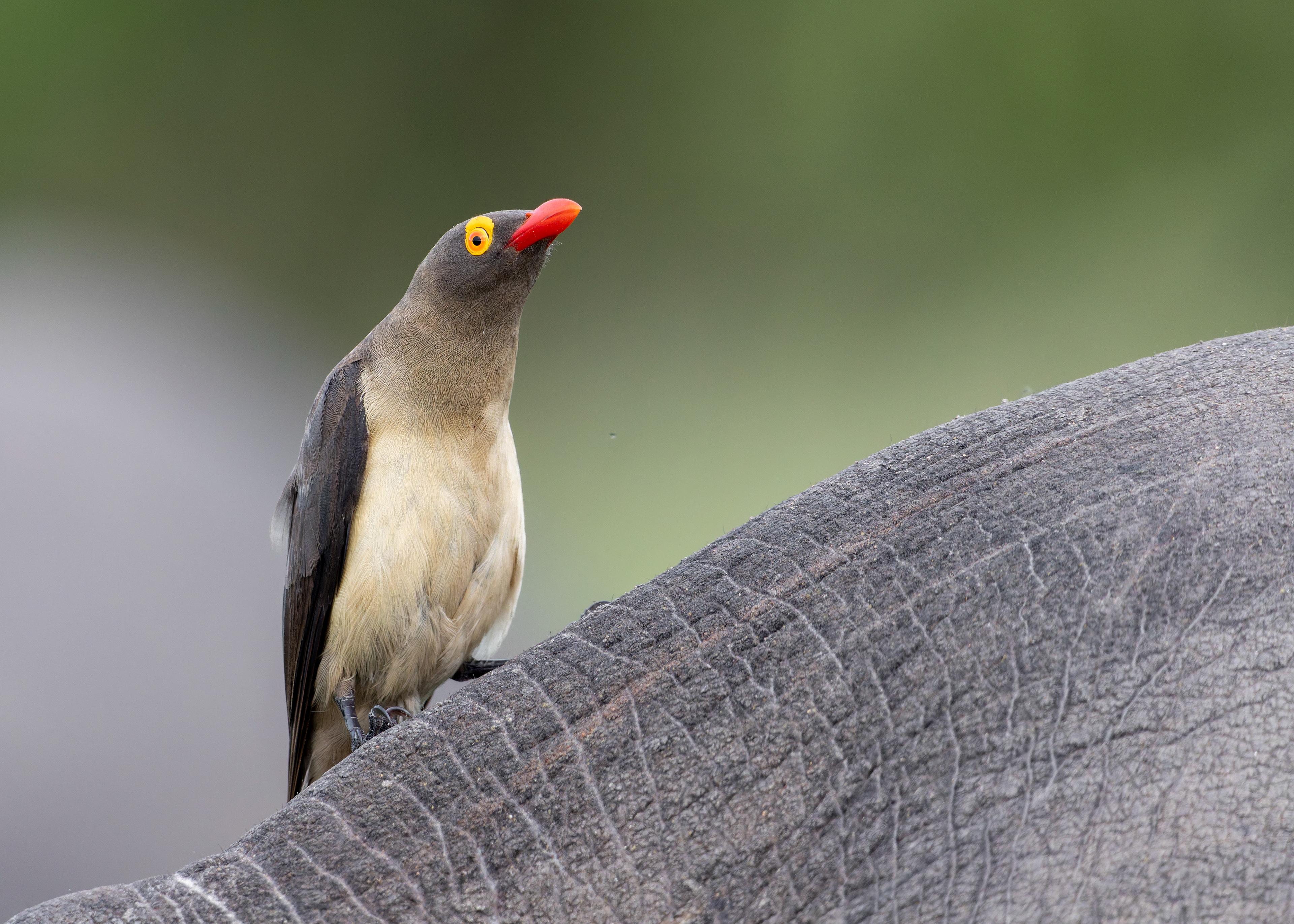 Red-billed Oxpecker