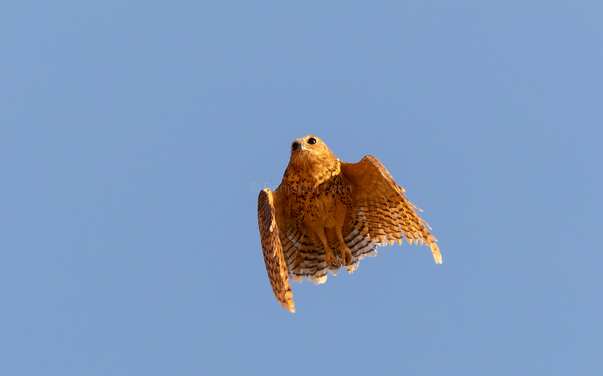 Pel's Fishing Owl