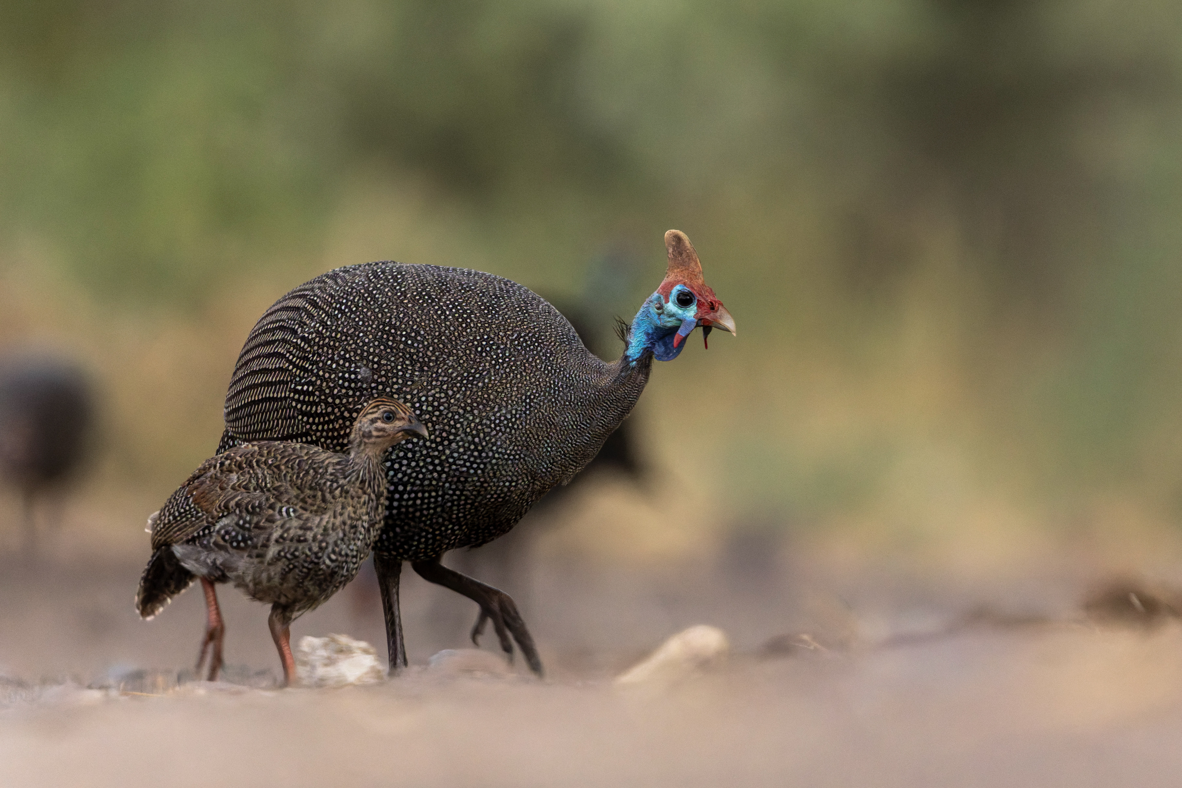 Helmeted Guineafowl