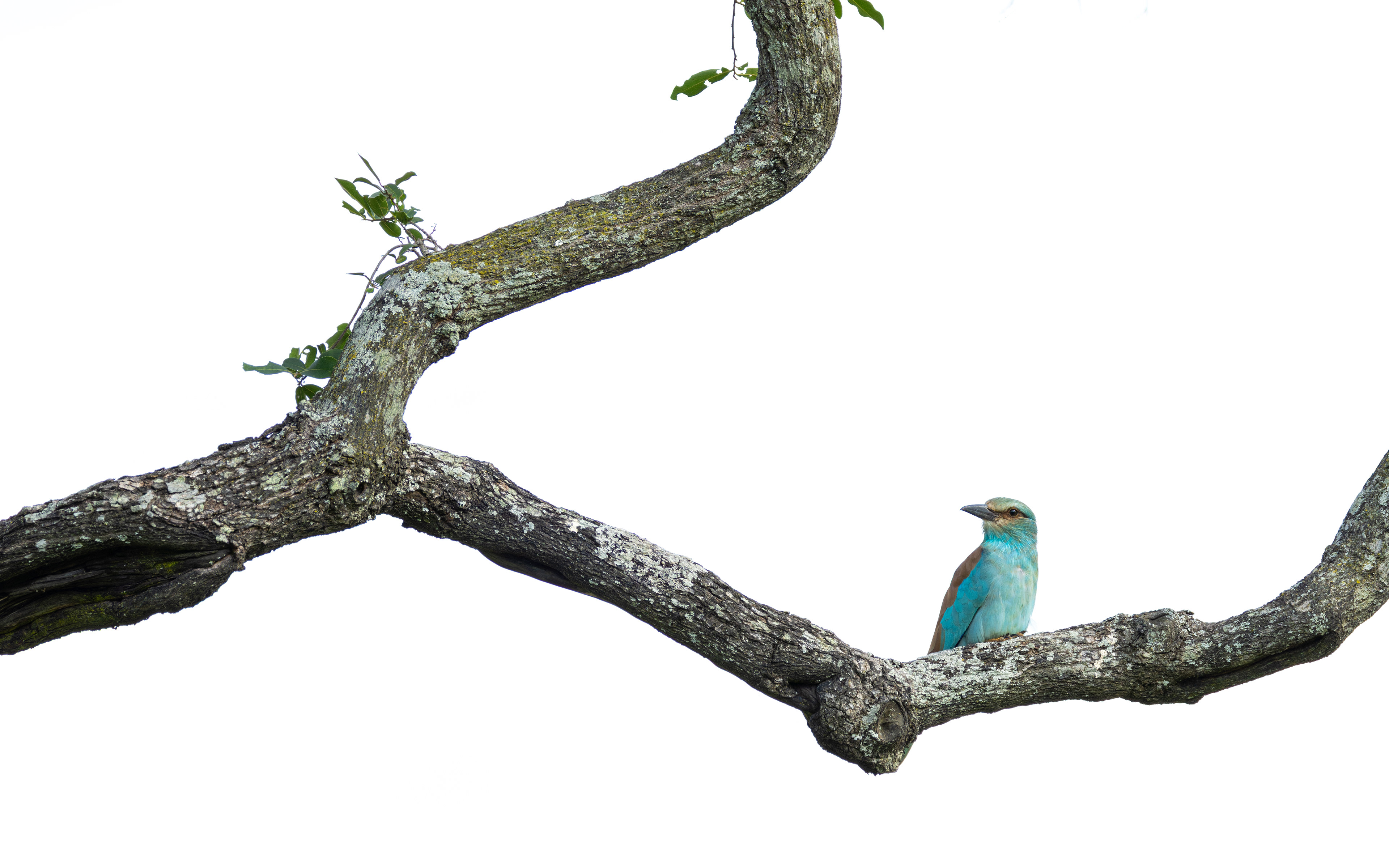European Roller