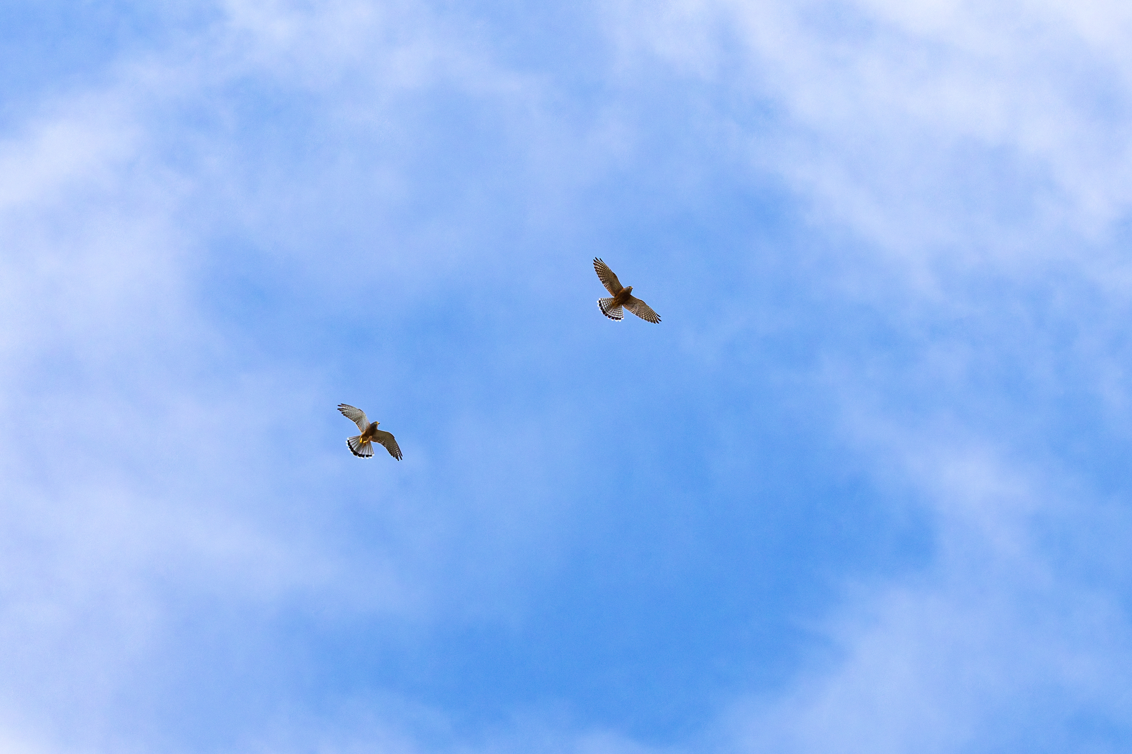 Rock Kestrel
