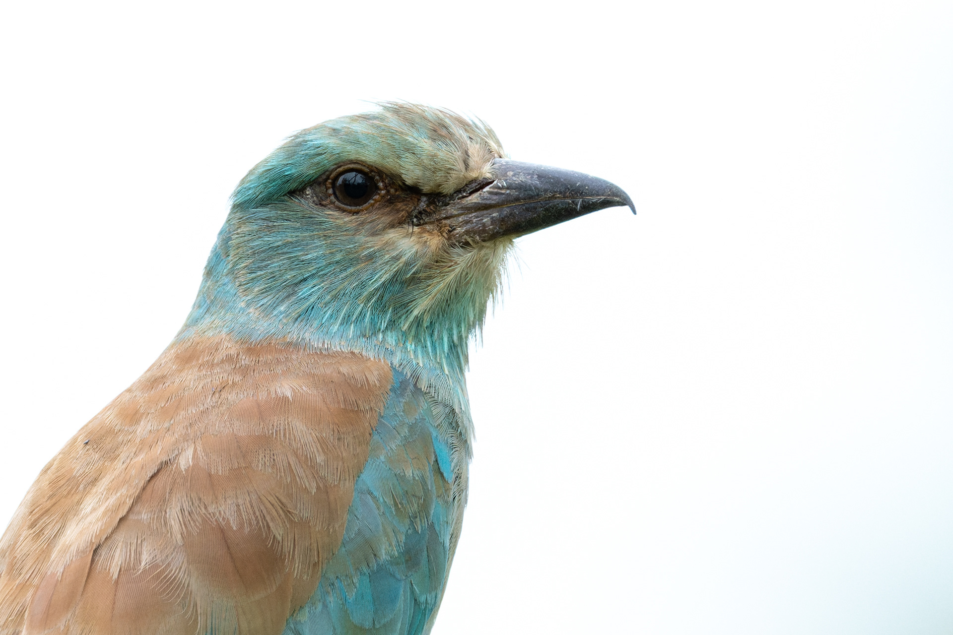 European Roller