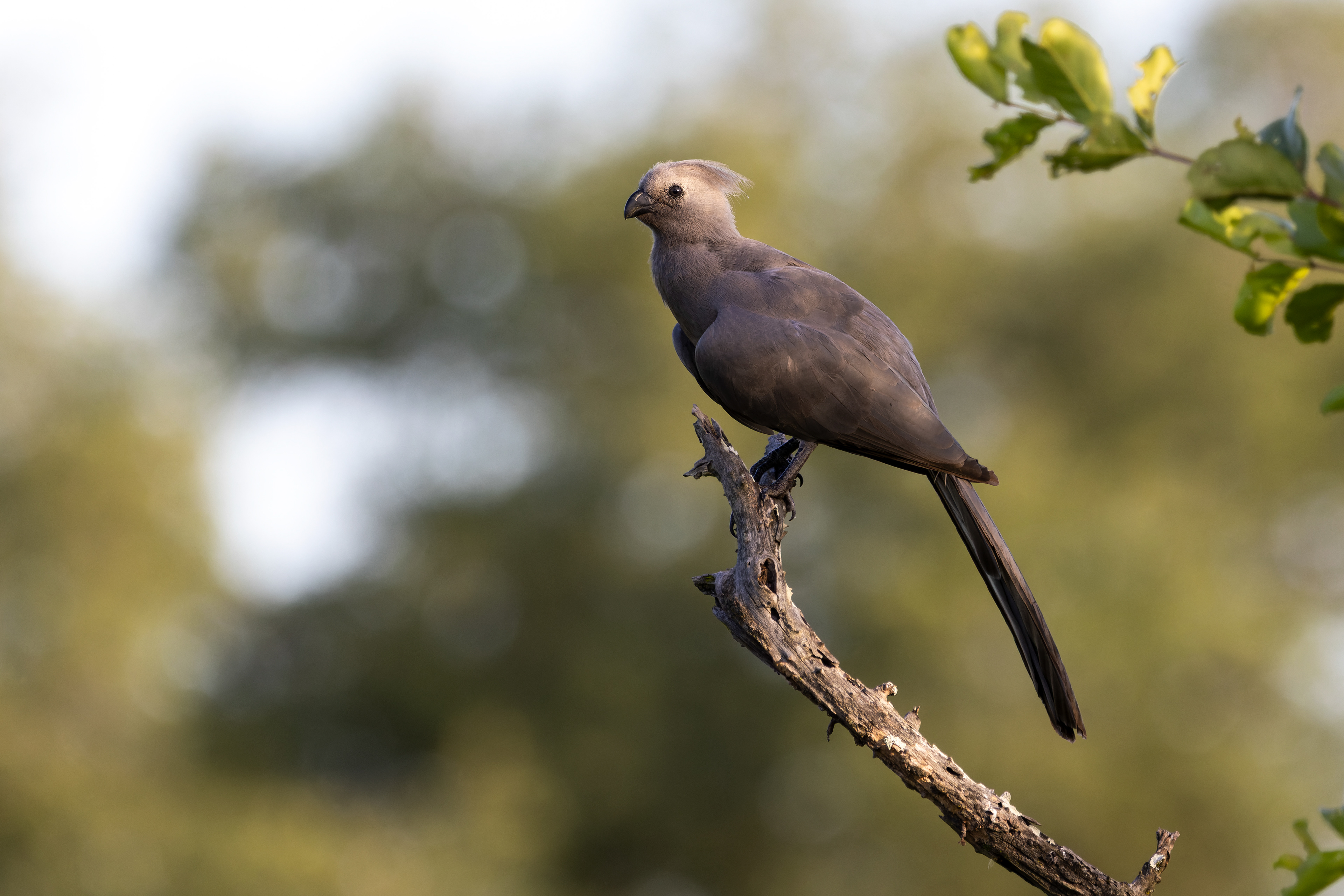 Grey Go-away Bird