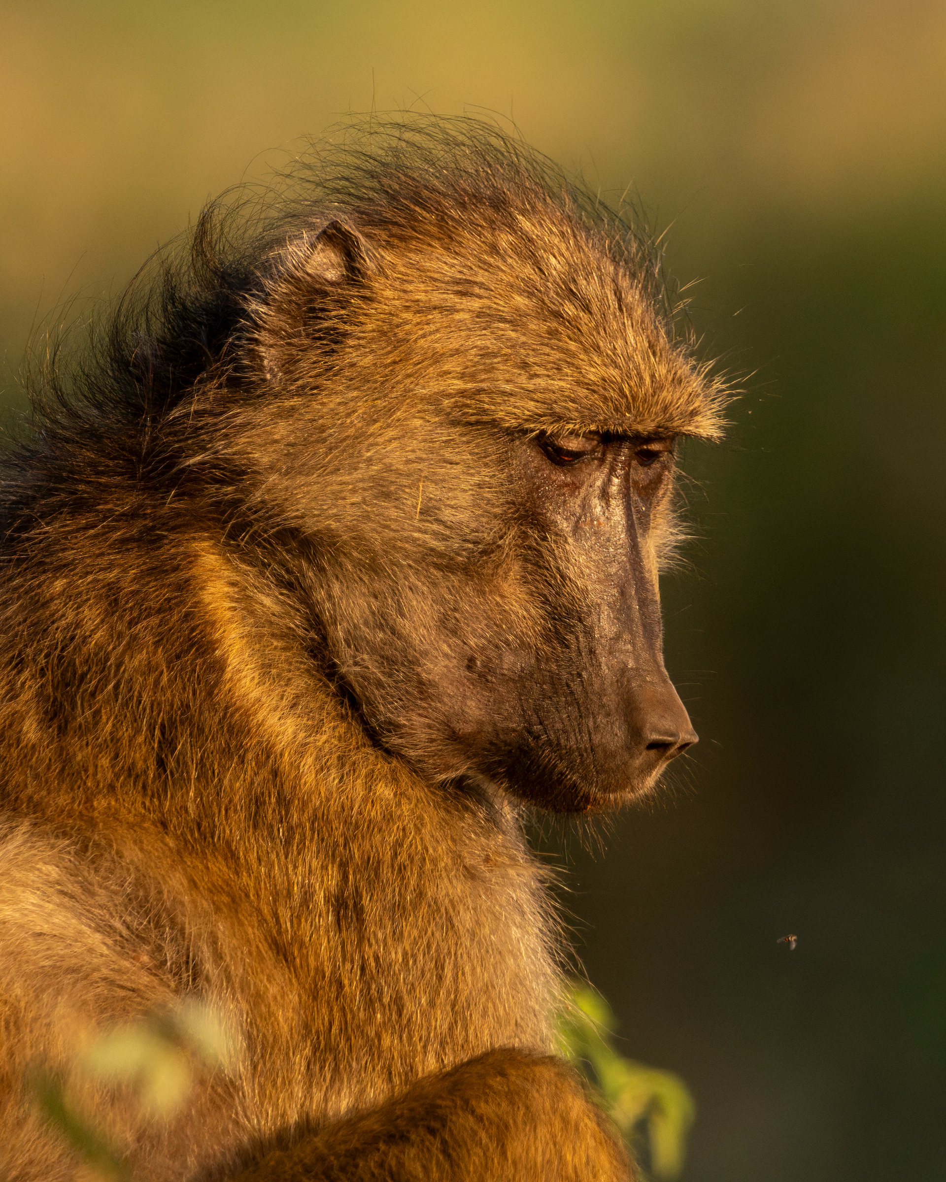 Chacma Baboon