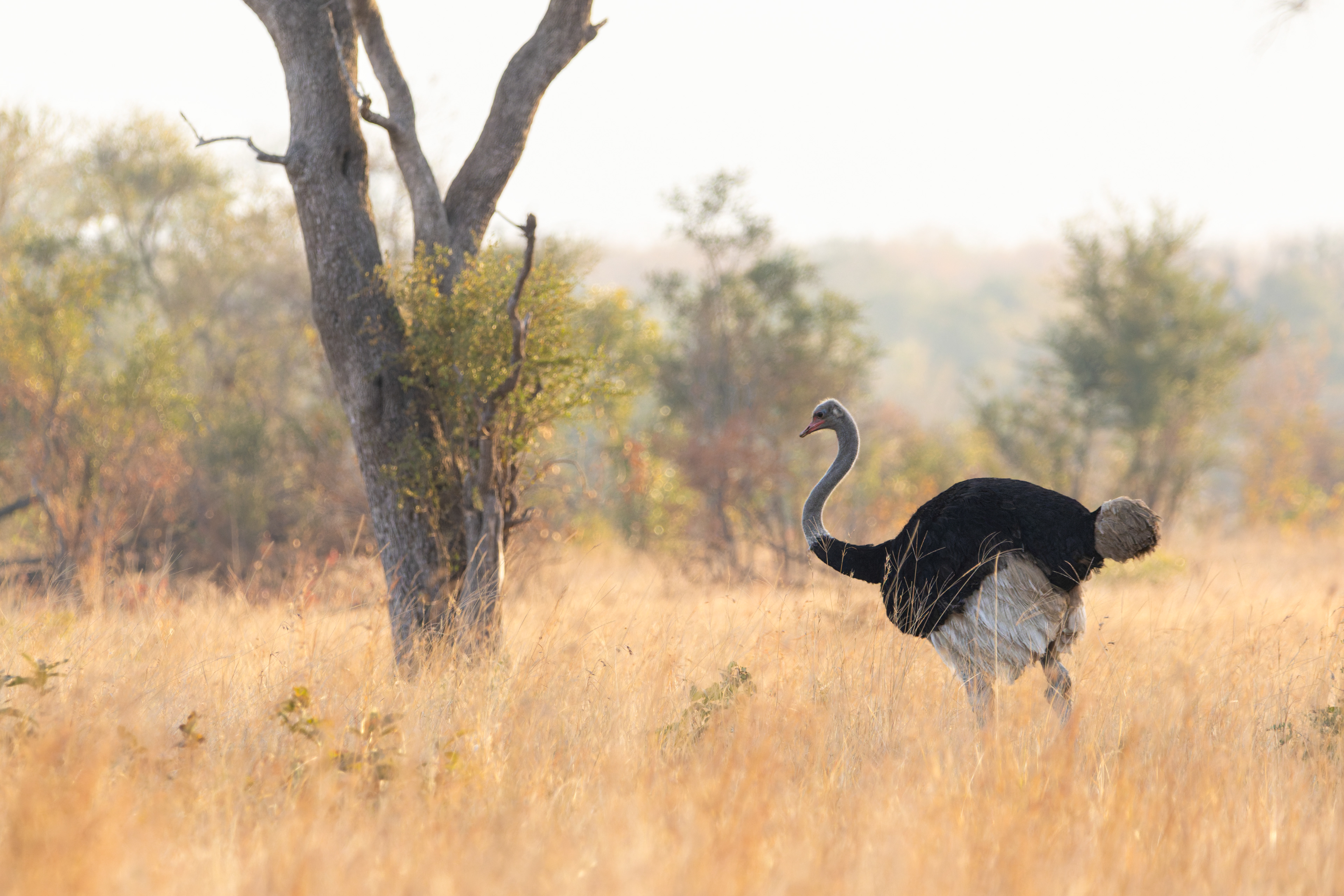 Common Ostrich
