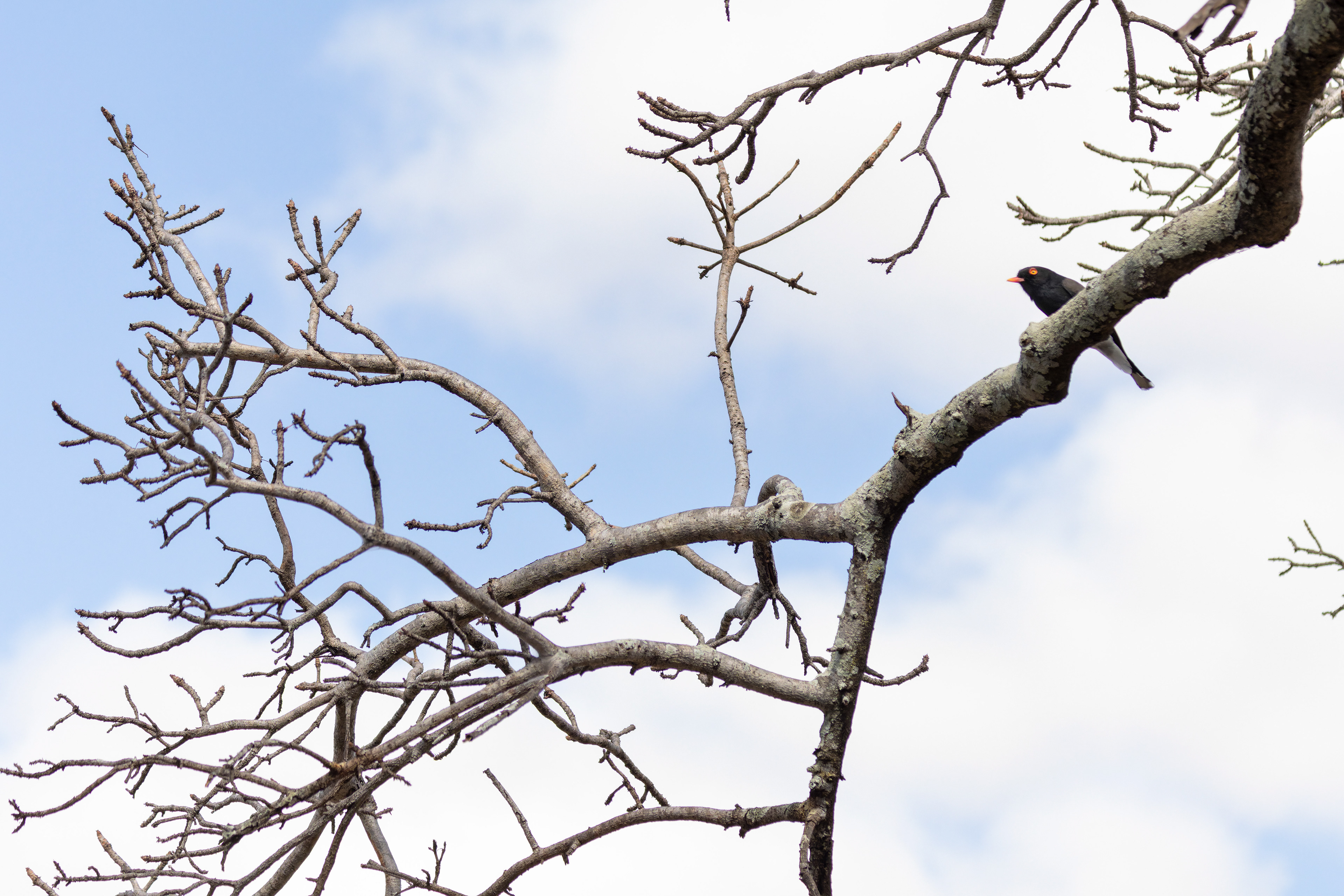 Retz's Helmetshrike