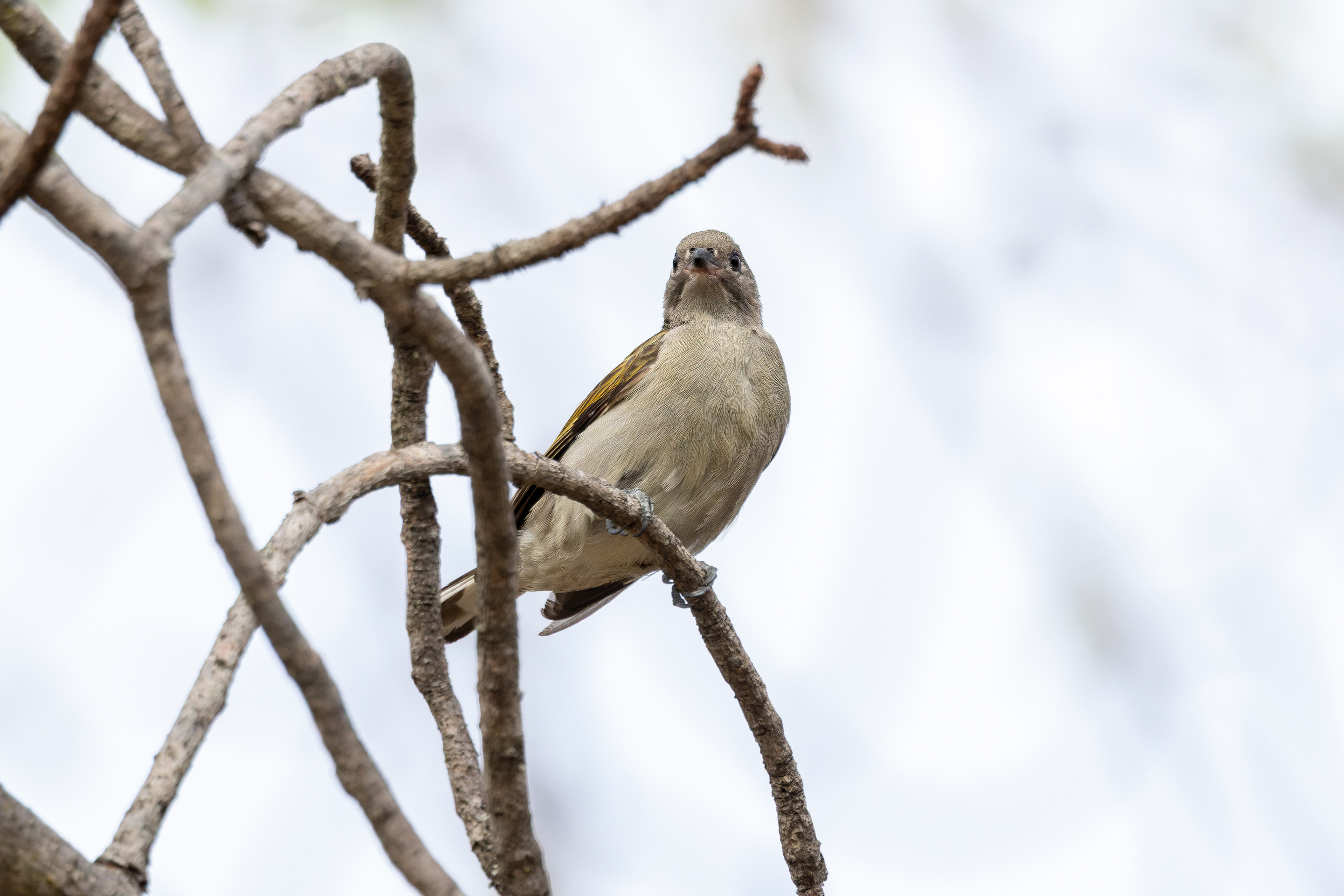 Lesser Honeyguide