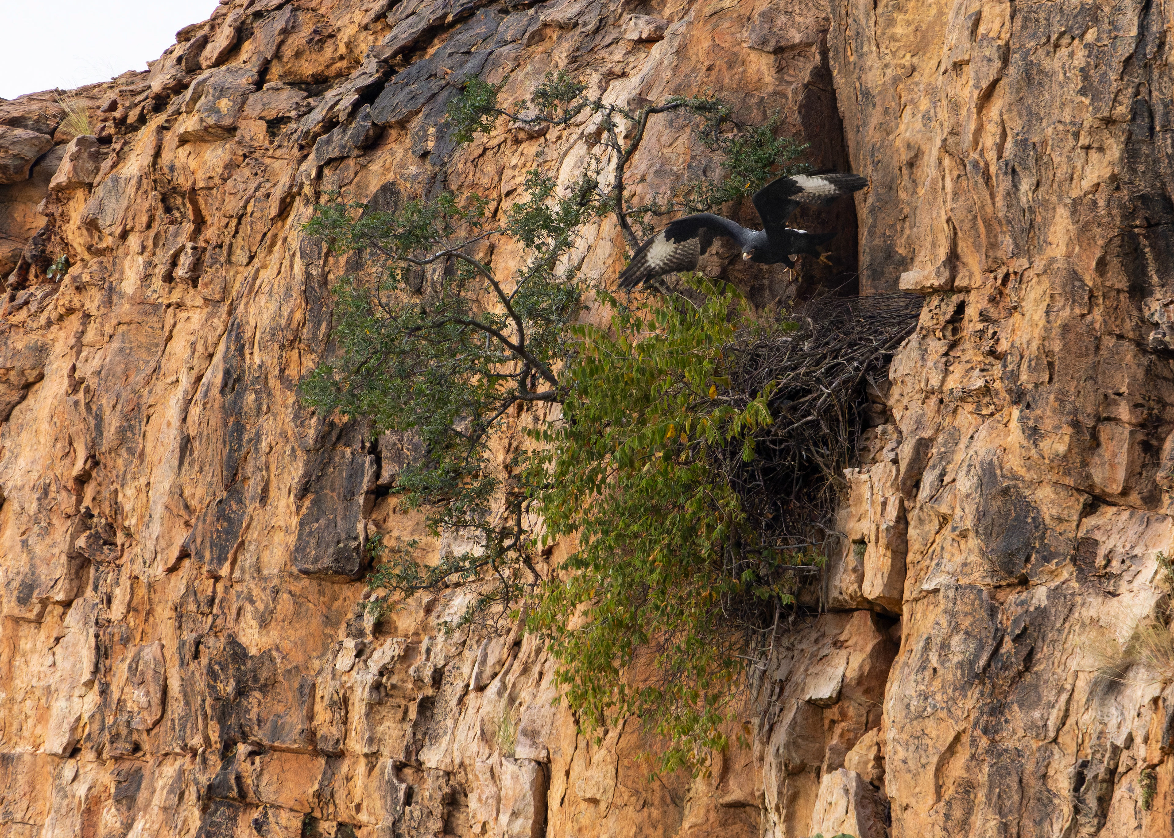 Verreaux's Eagle