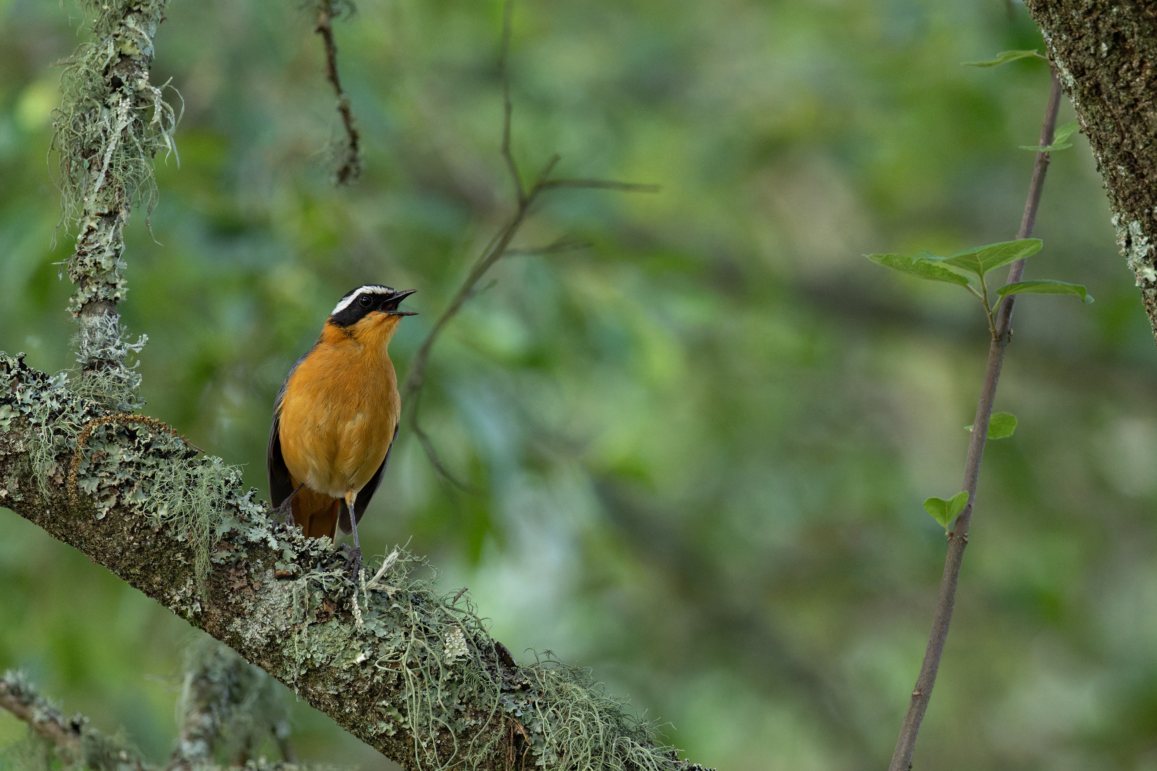 White-browed Robin-chat