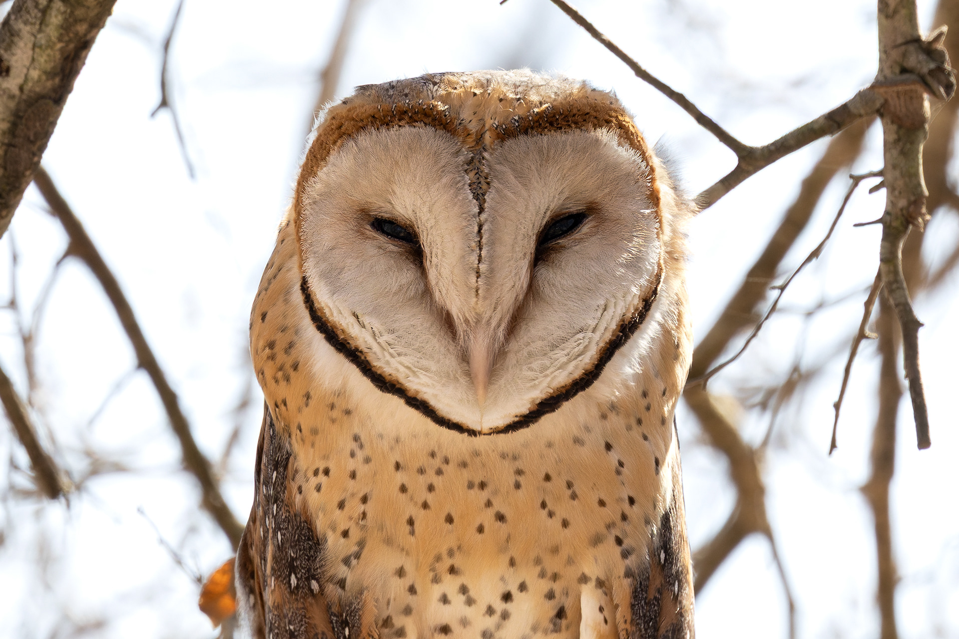 Barn Owl