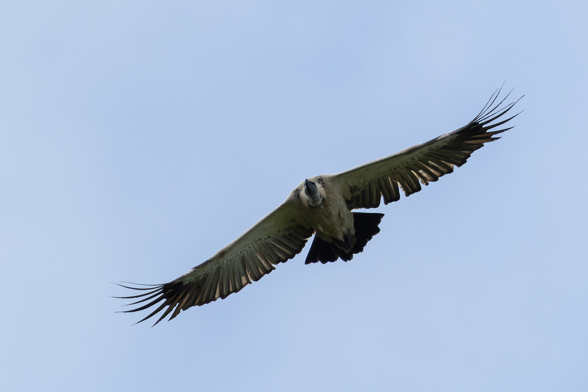 White-backed Vulture