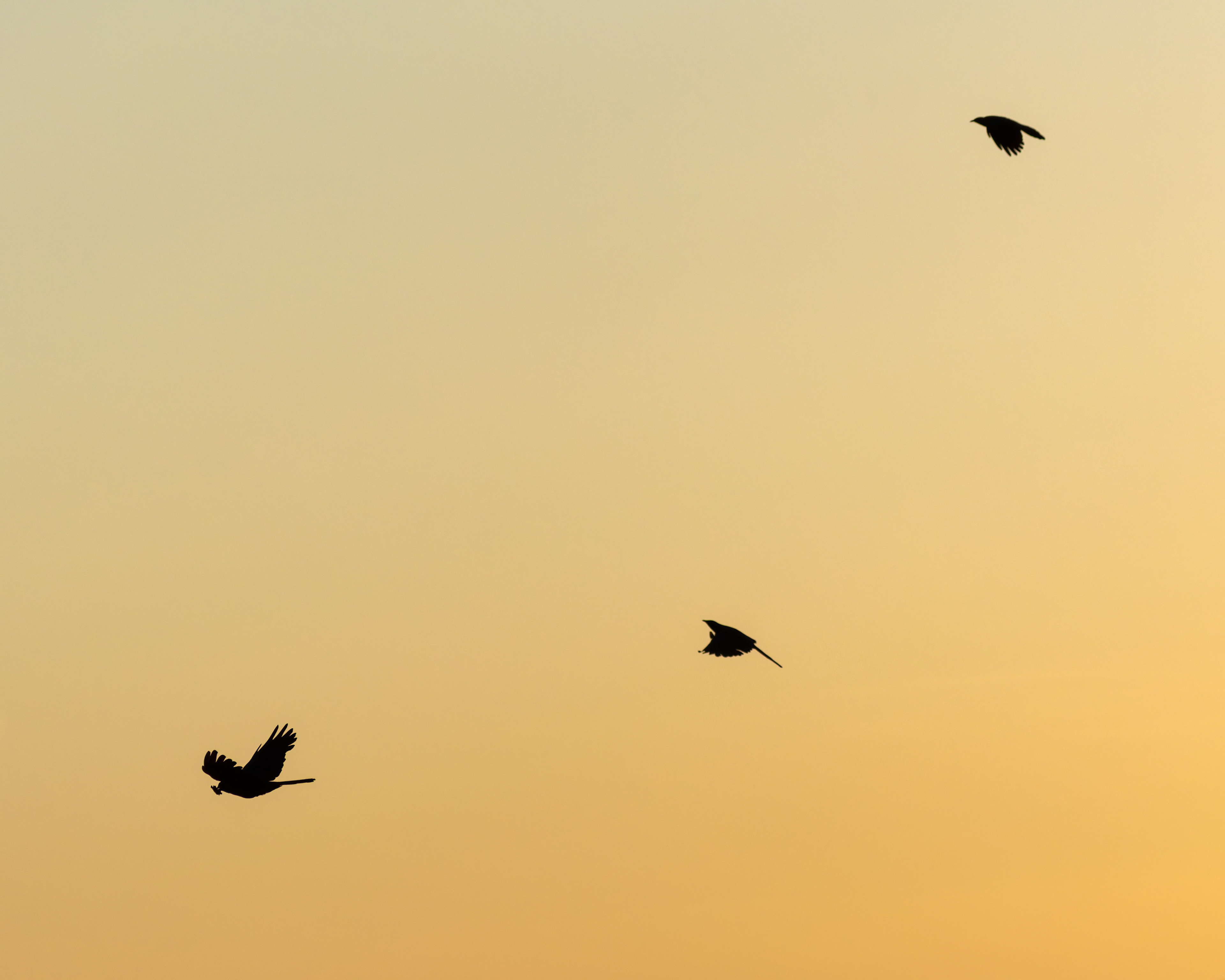 Burchell's Starling