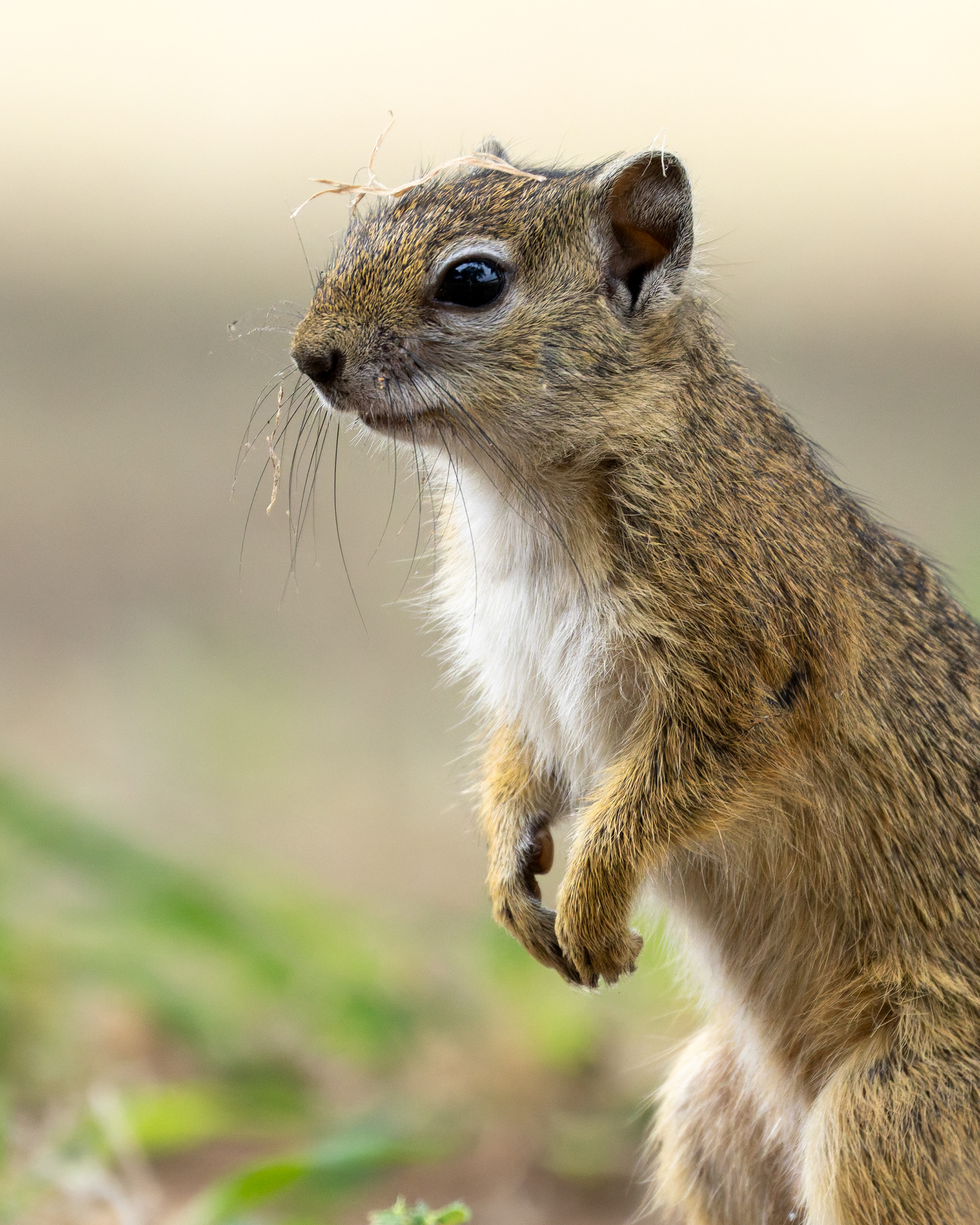 Tree Squirrel