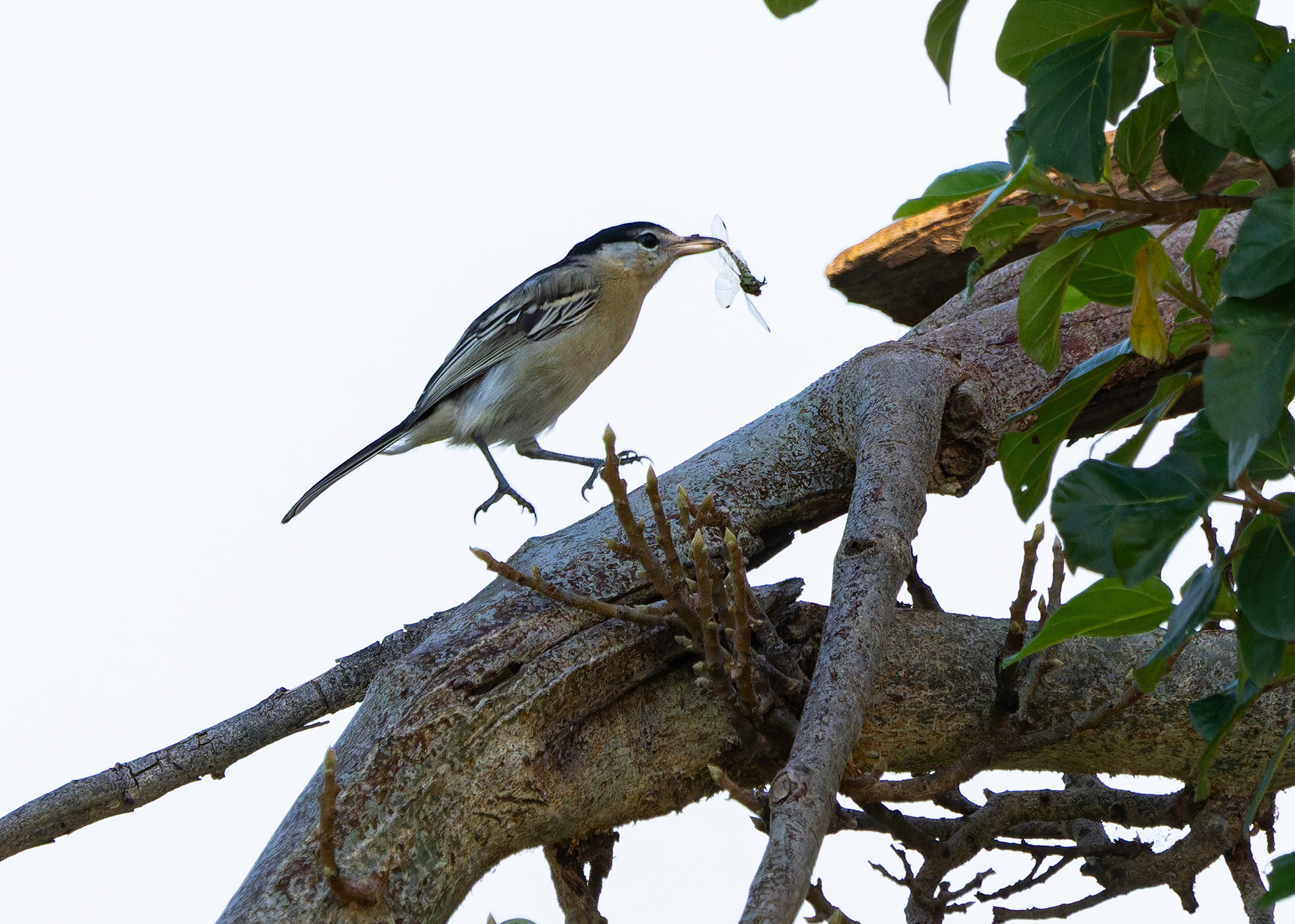 Black-backed Puffback