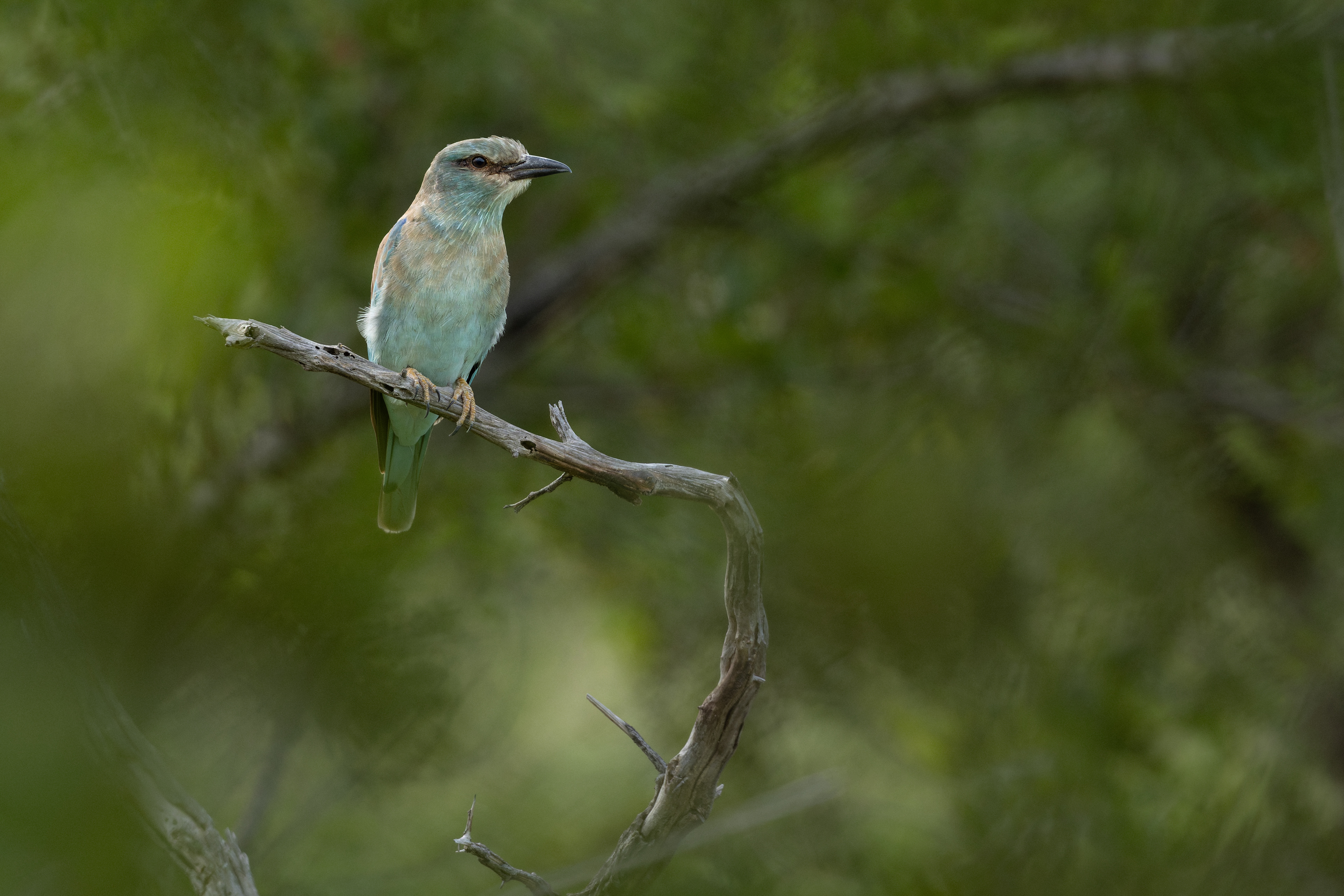 European Roller