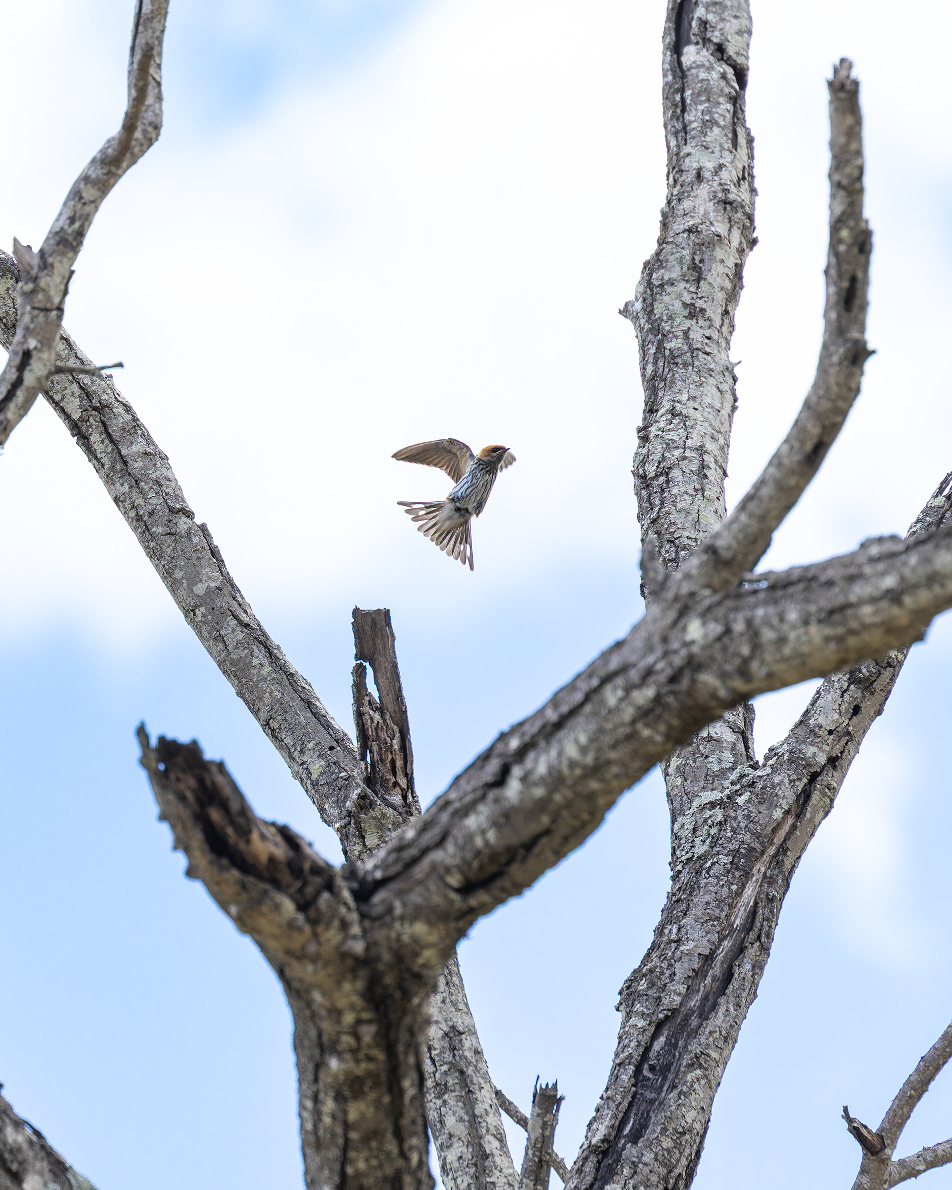 Lesser-striped Swallow
