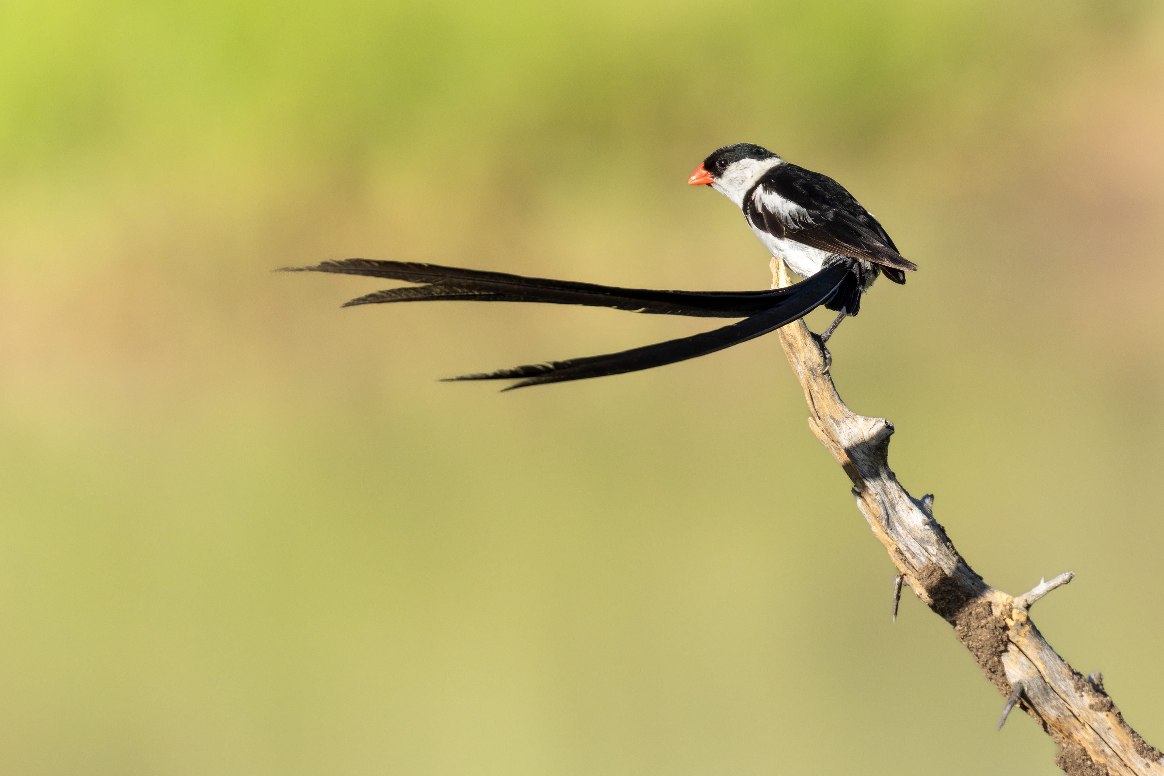 Pin-tailed Whydah