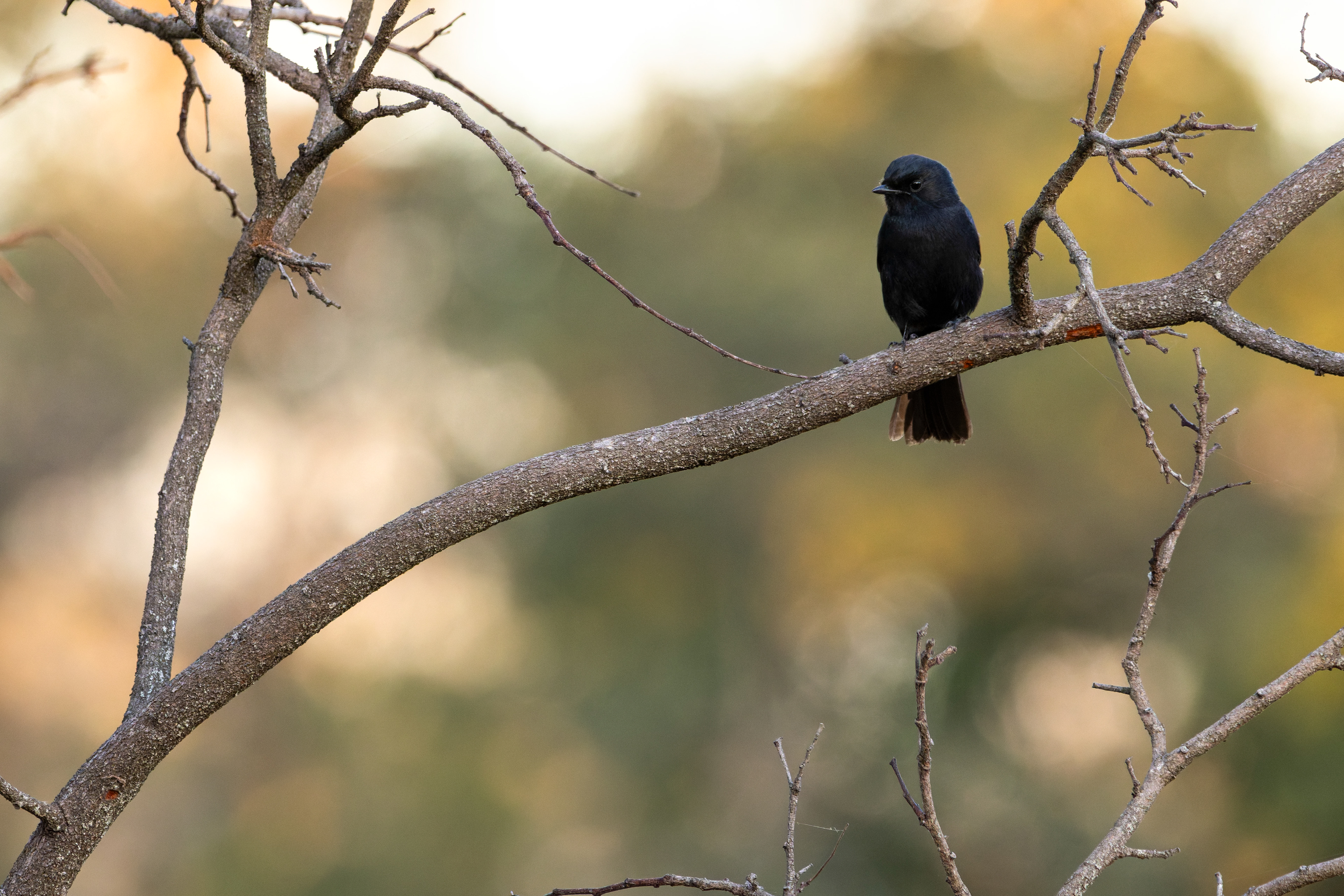 Black Flycatcher