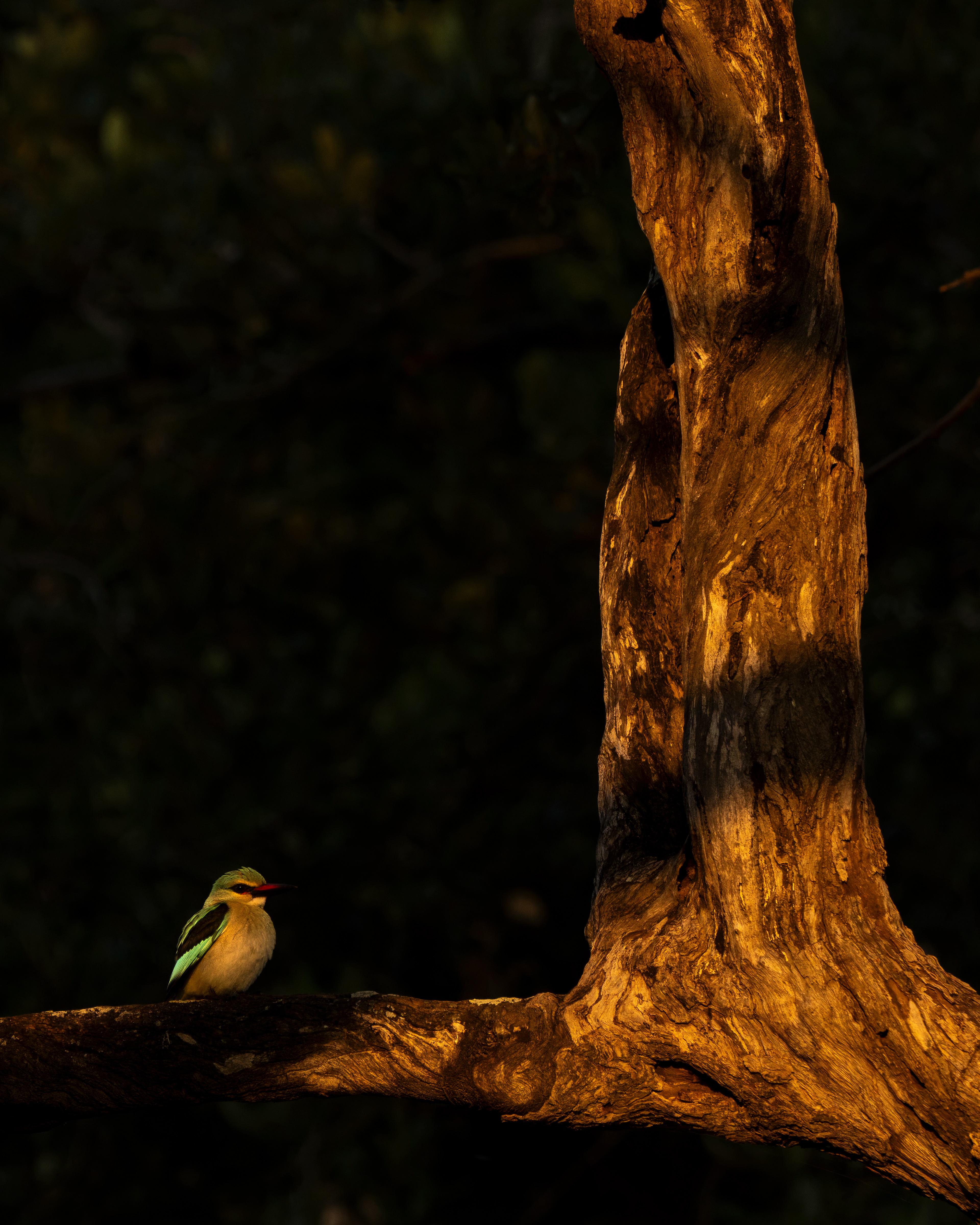 Woodland Kingfisher