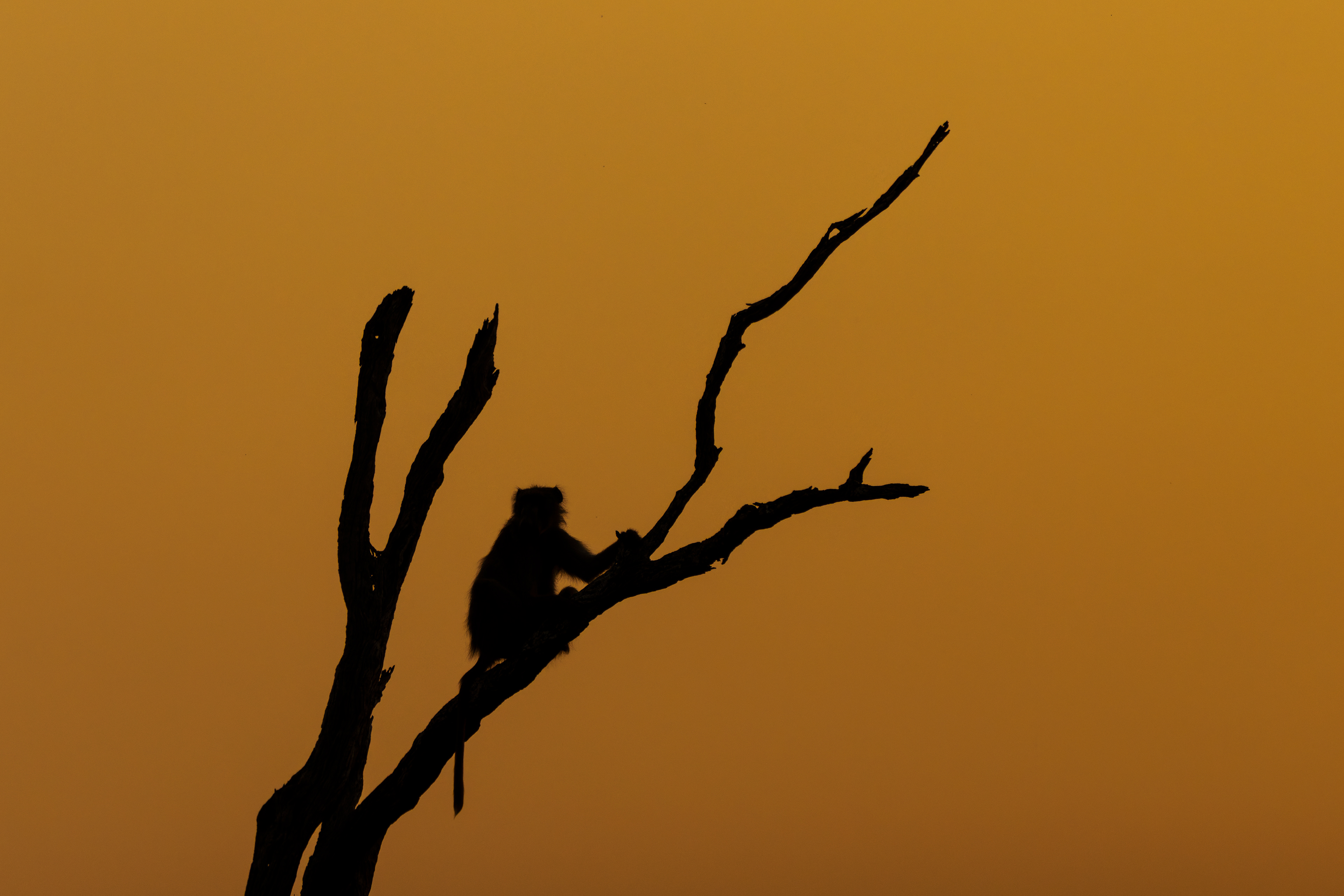 Chacma Baboon