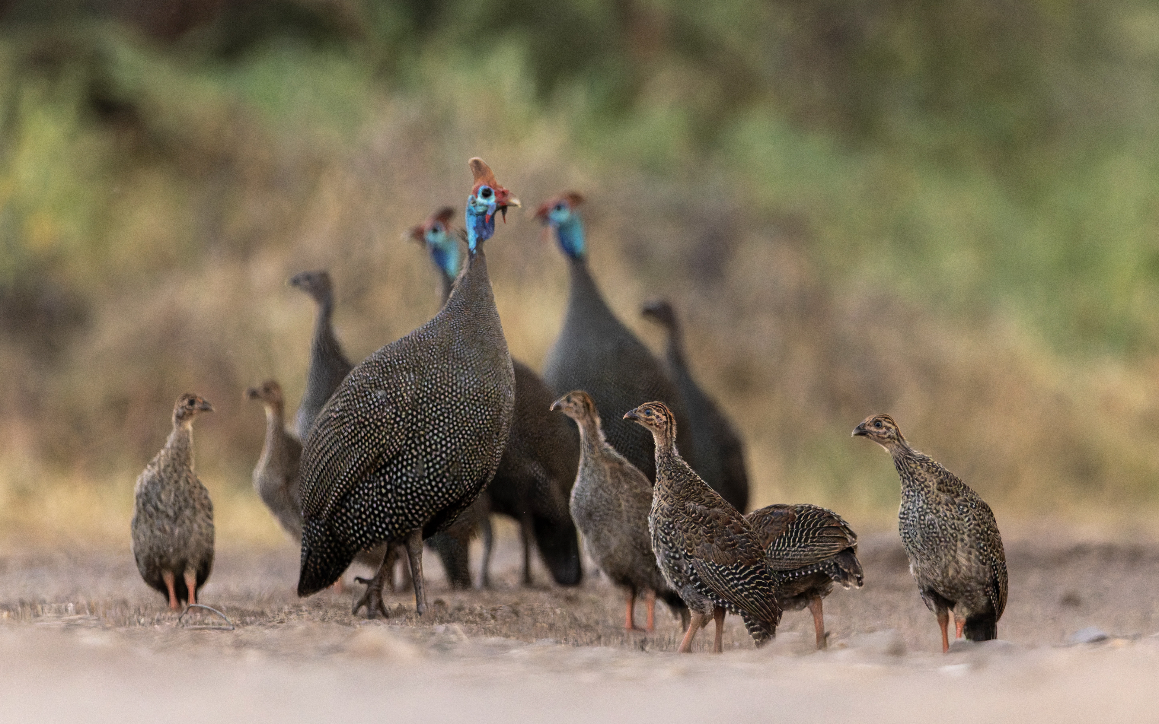 Helmeted Guineafowl
