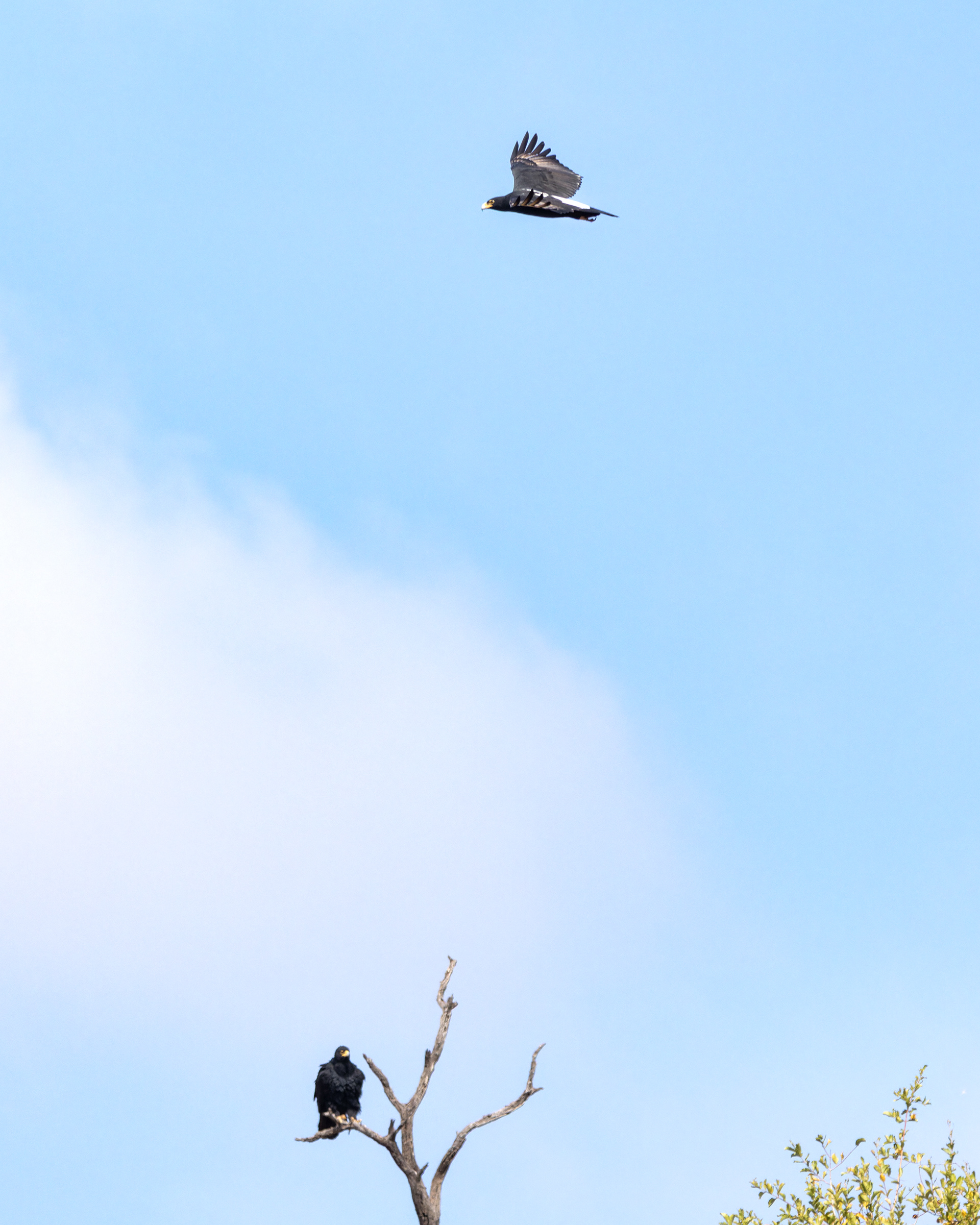 Verreaux's Eagle