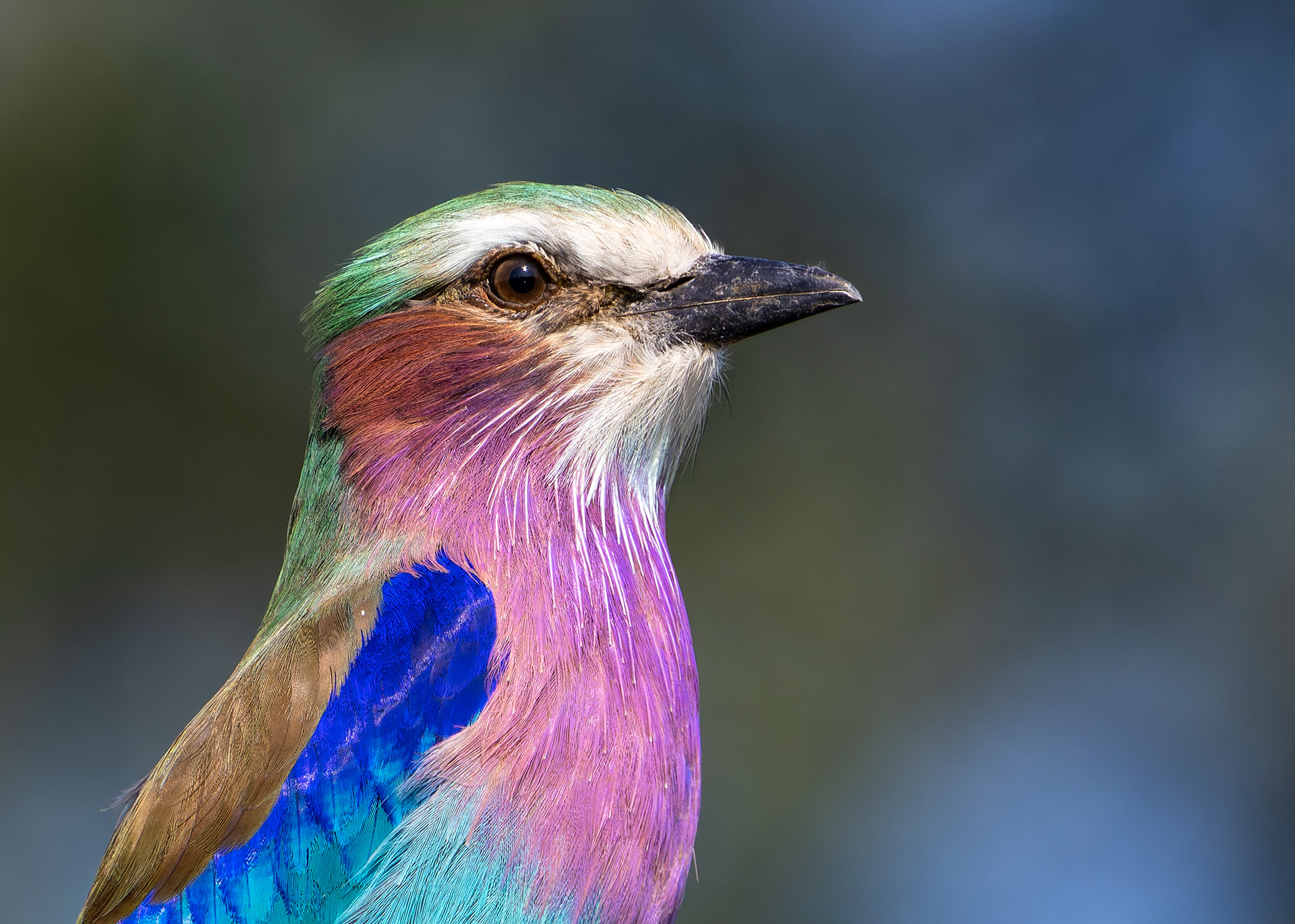 Lilac-breasted Roller