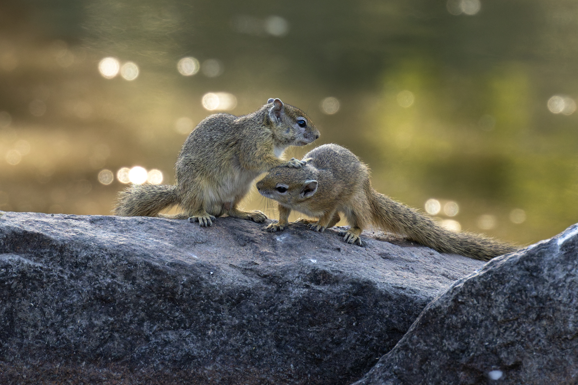 Tree Squirrel