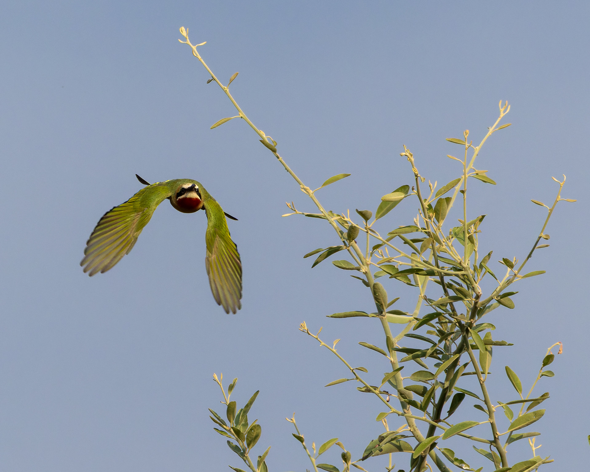 White-fronted Bee-eater