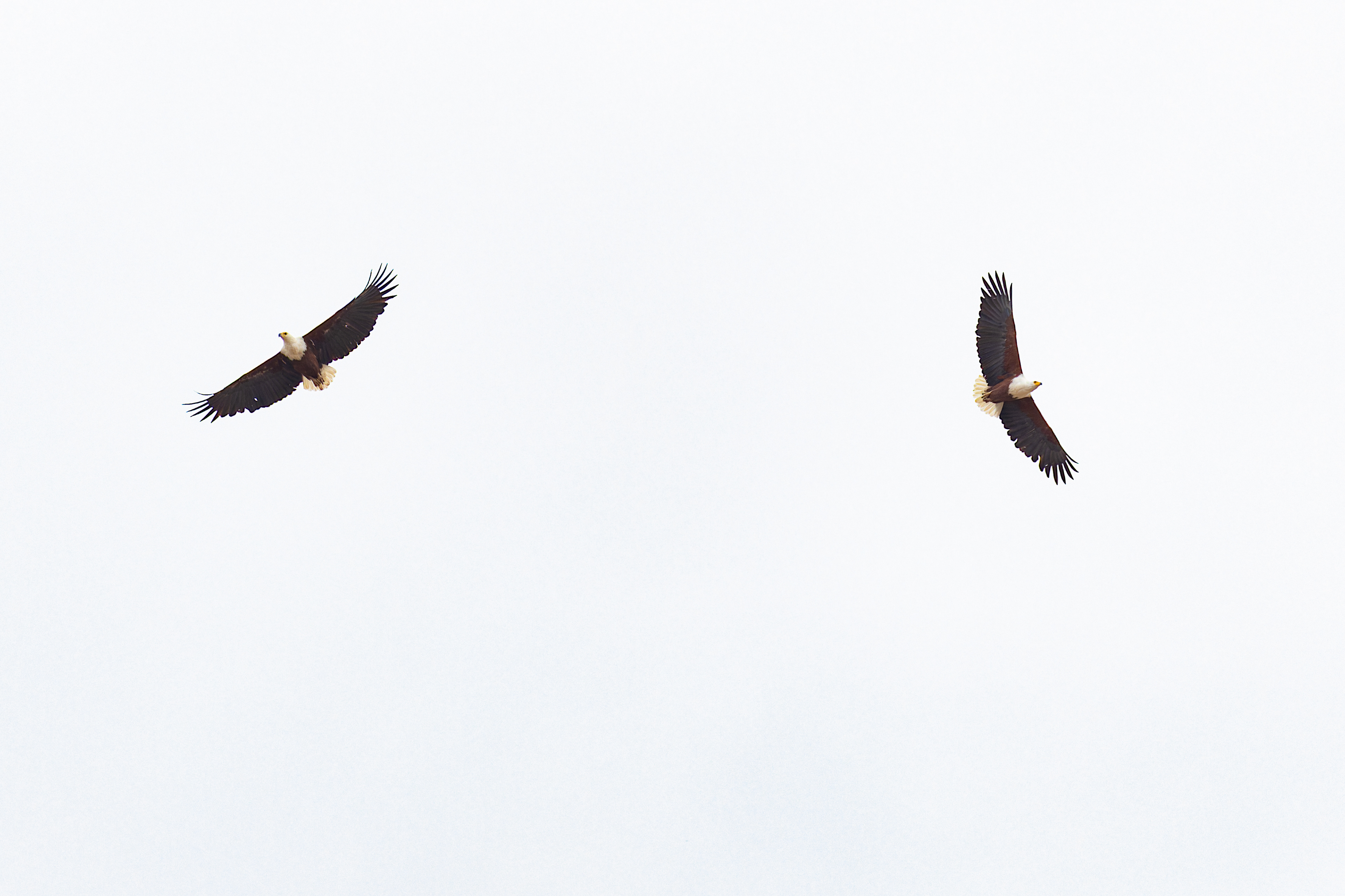 African Fish Eagle