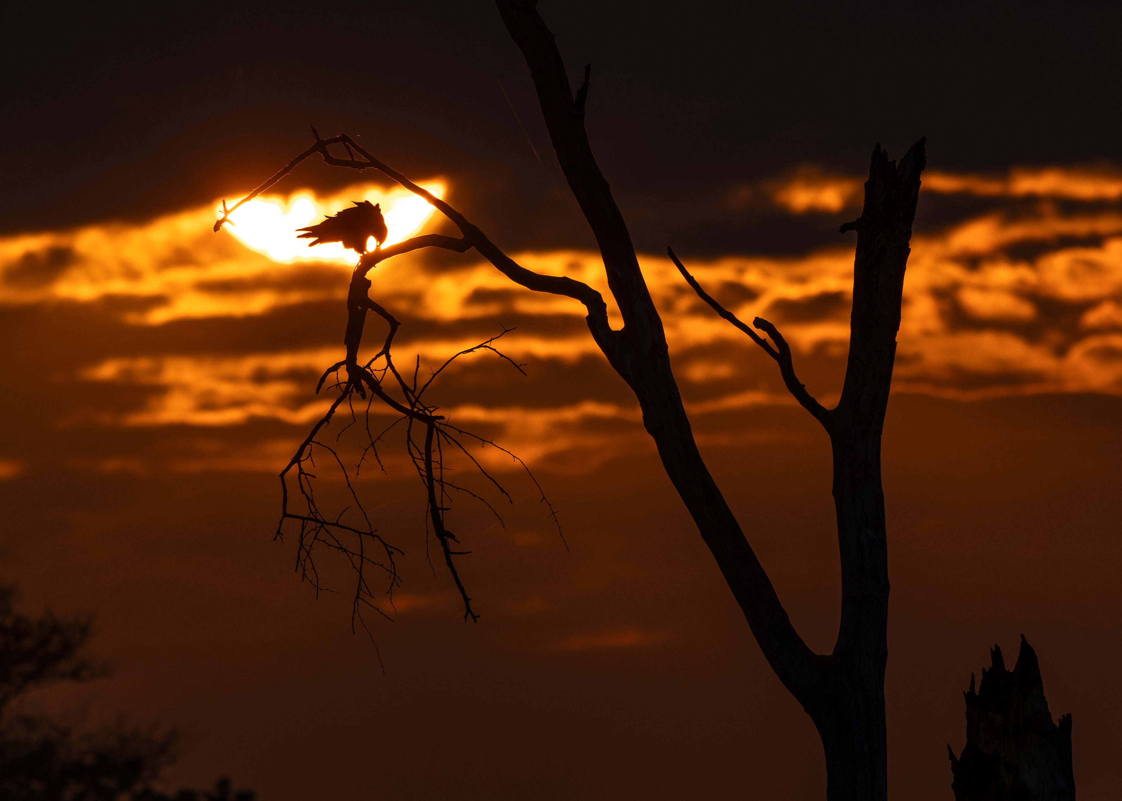 Black-winged Kite