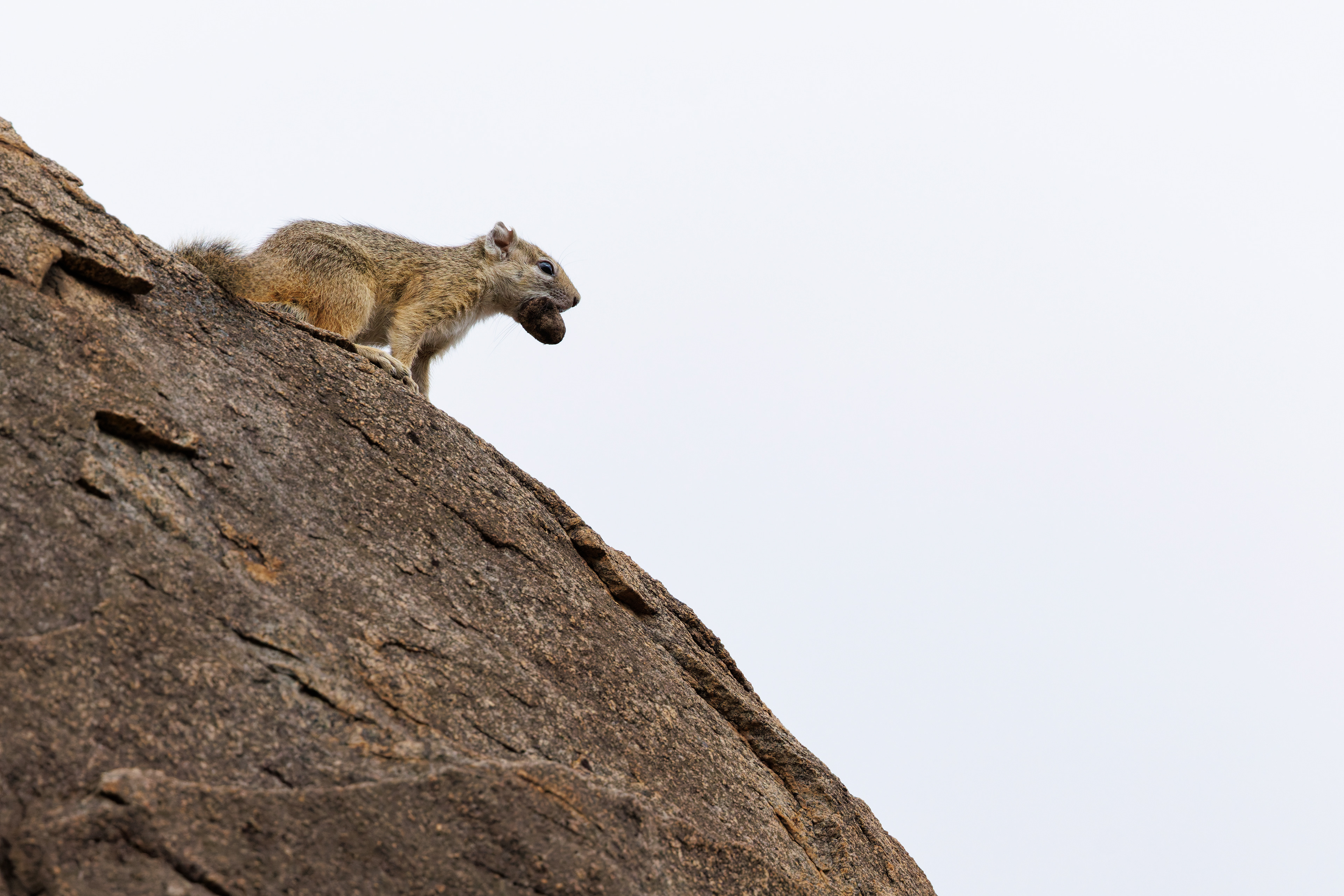 Tree Squirell