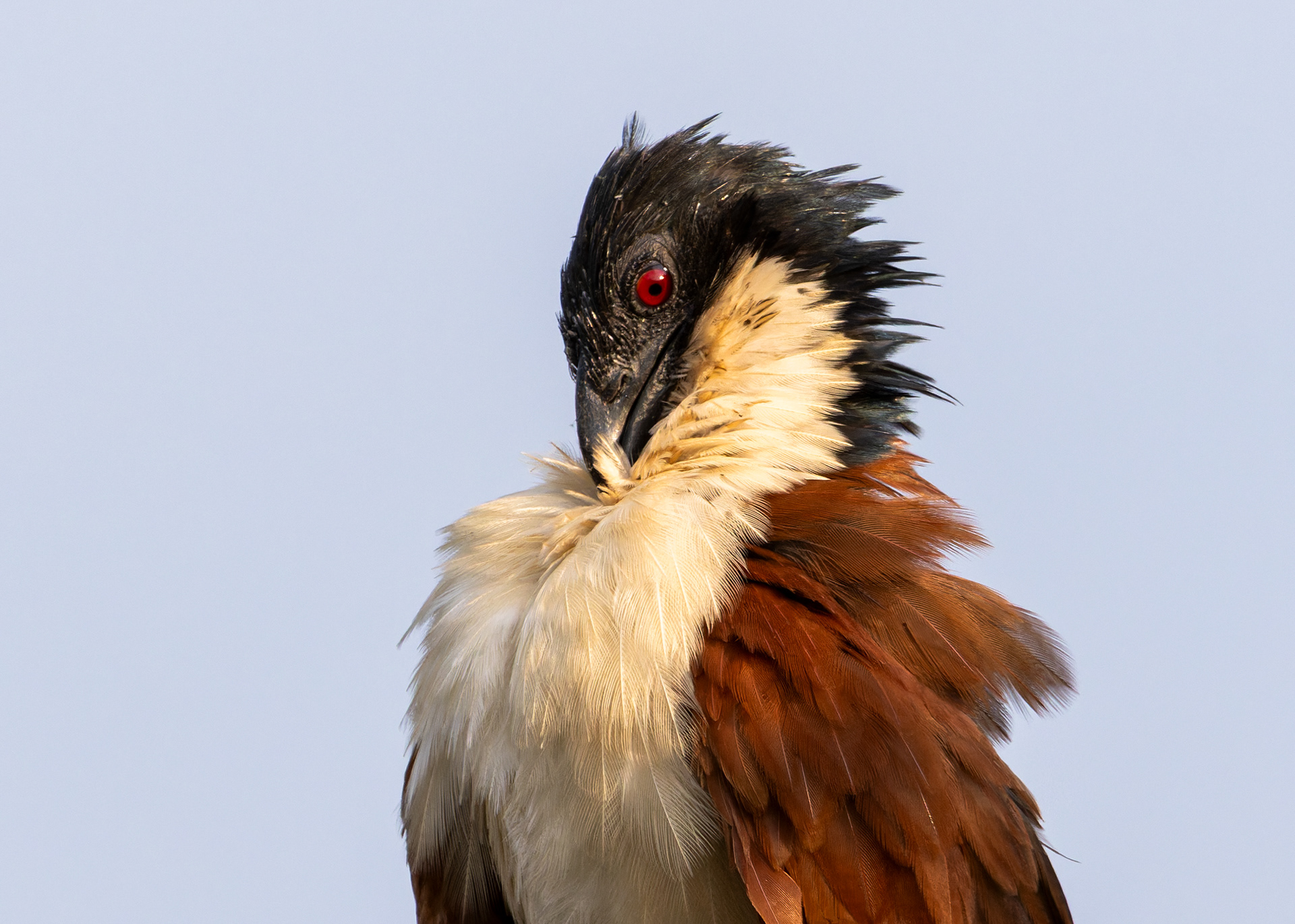 Senegal Coucal