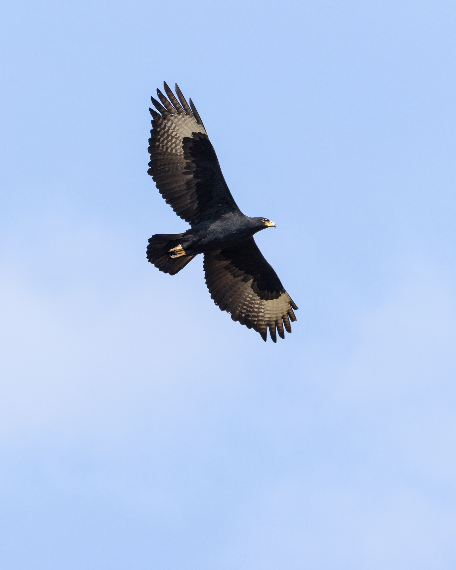 Verreaux's Eagle