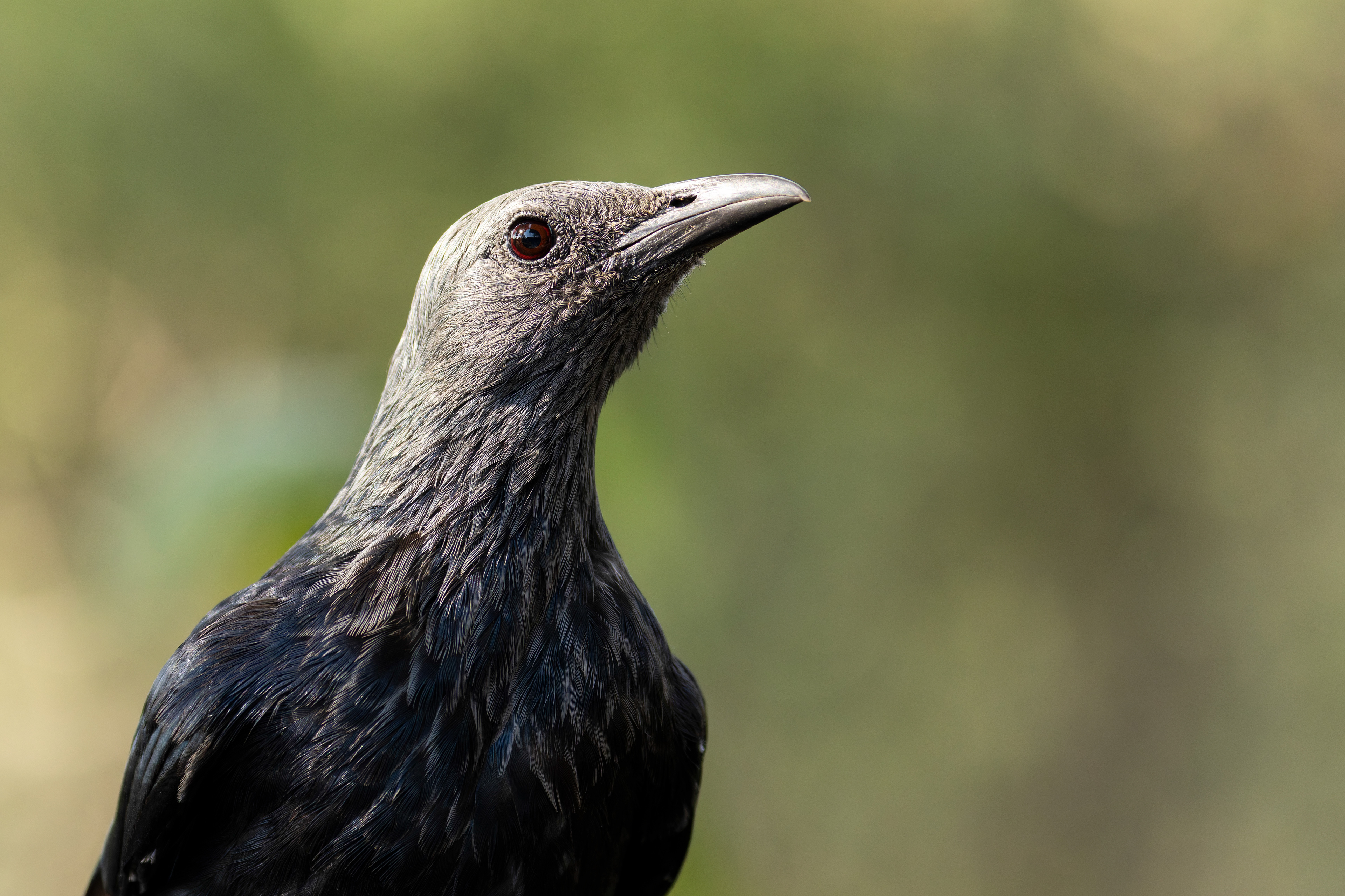 Red-winged Starling