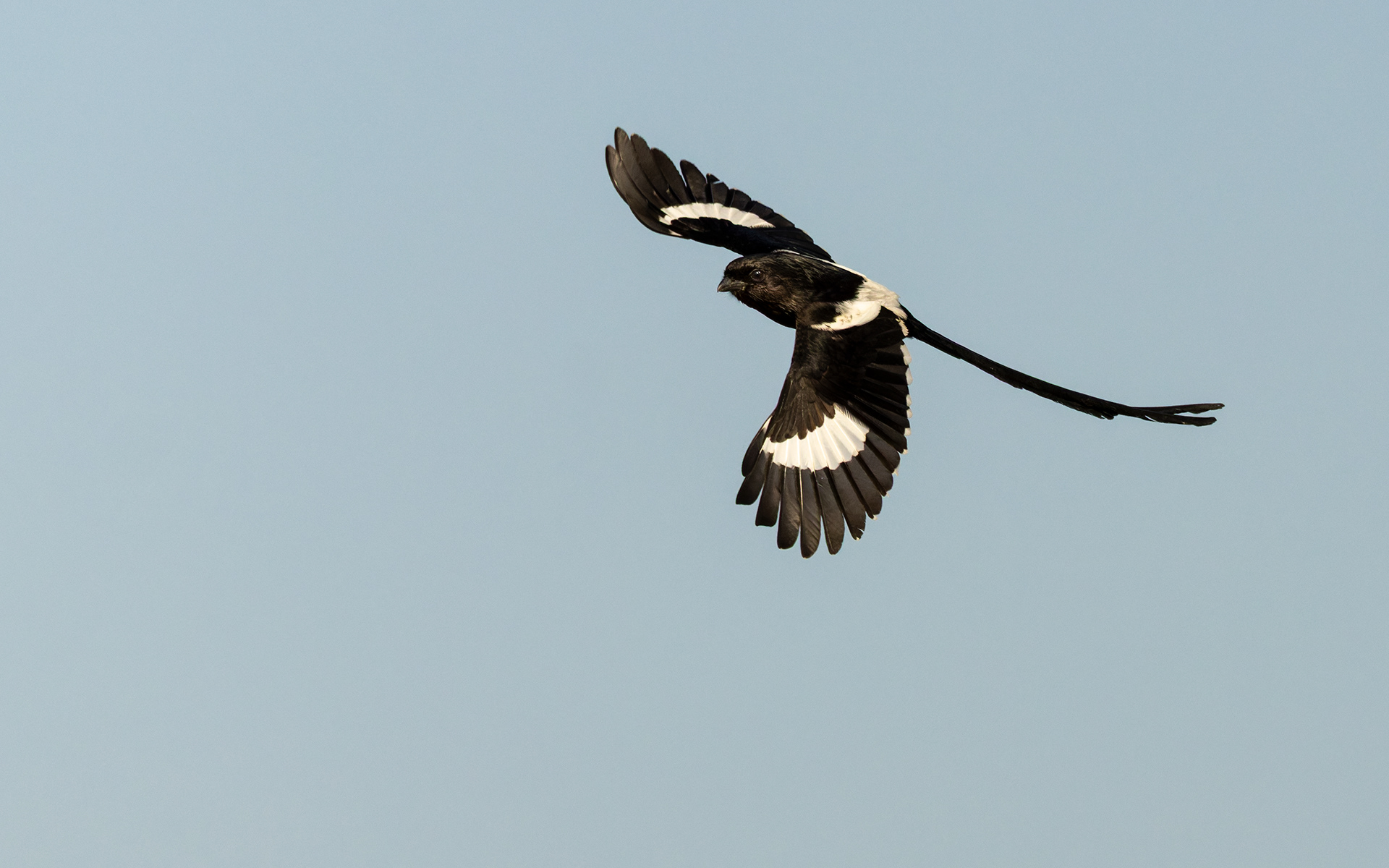 Magpie Shrike