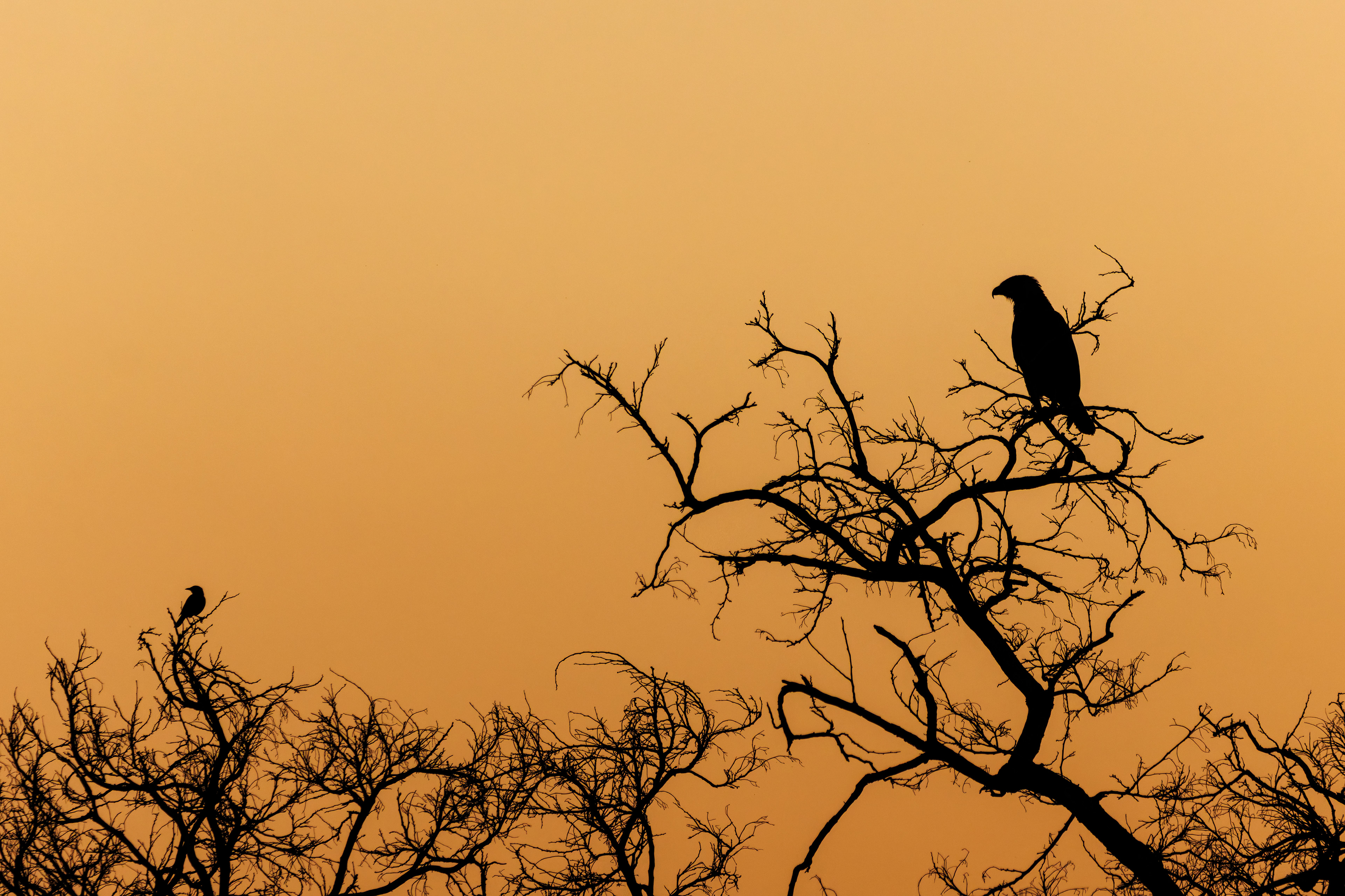 Brown Snake-eagle