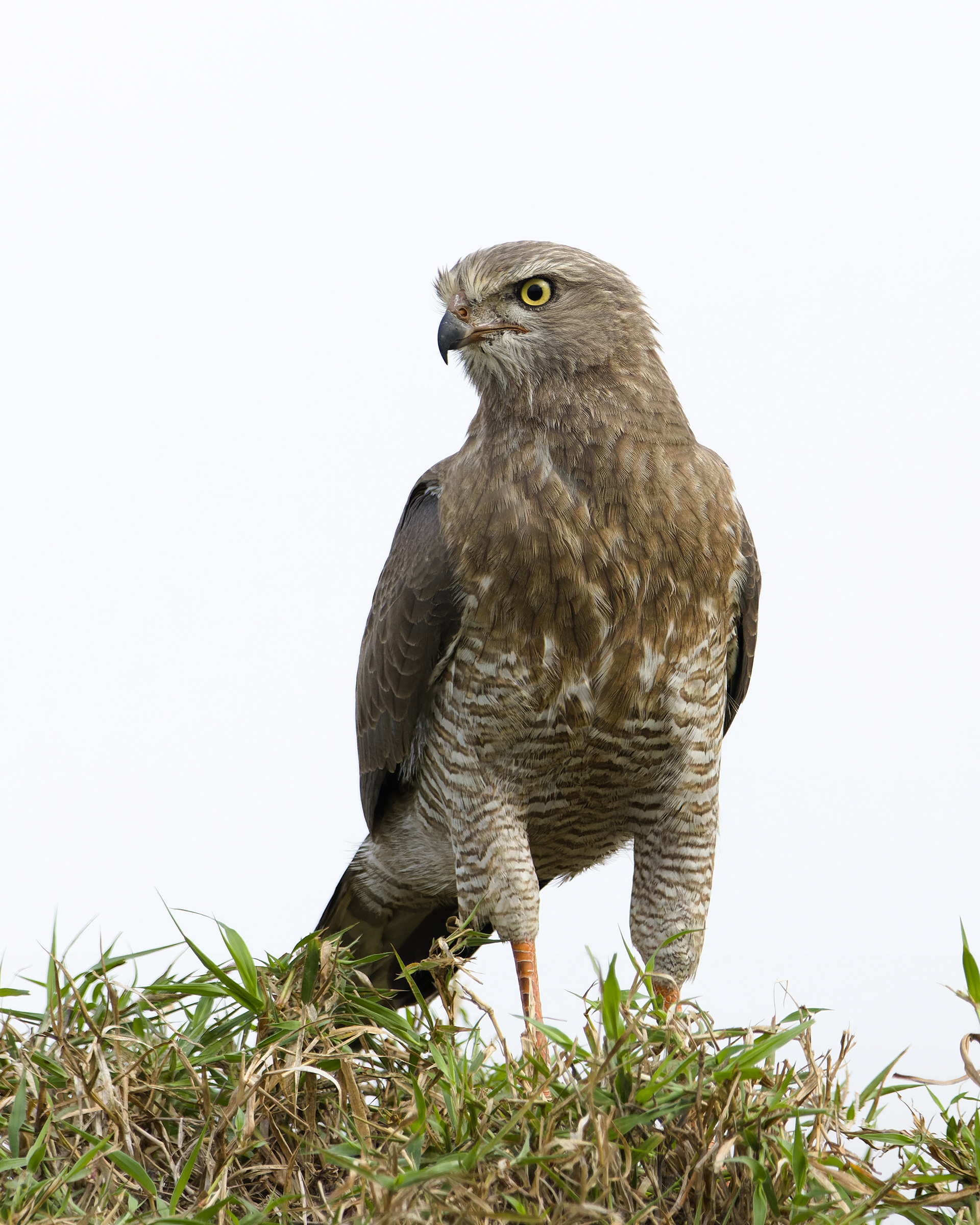 African Goshawk