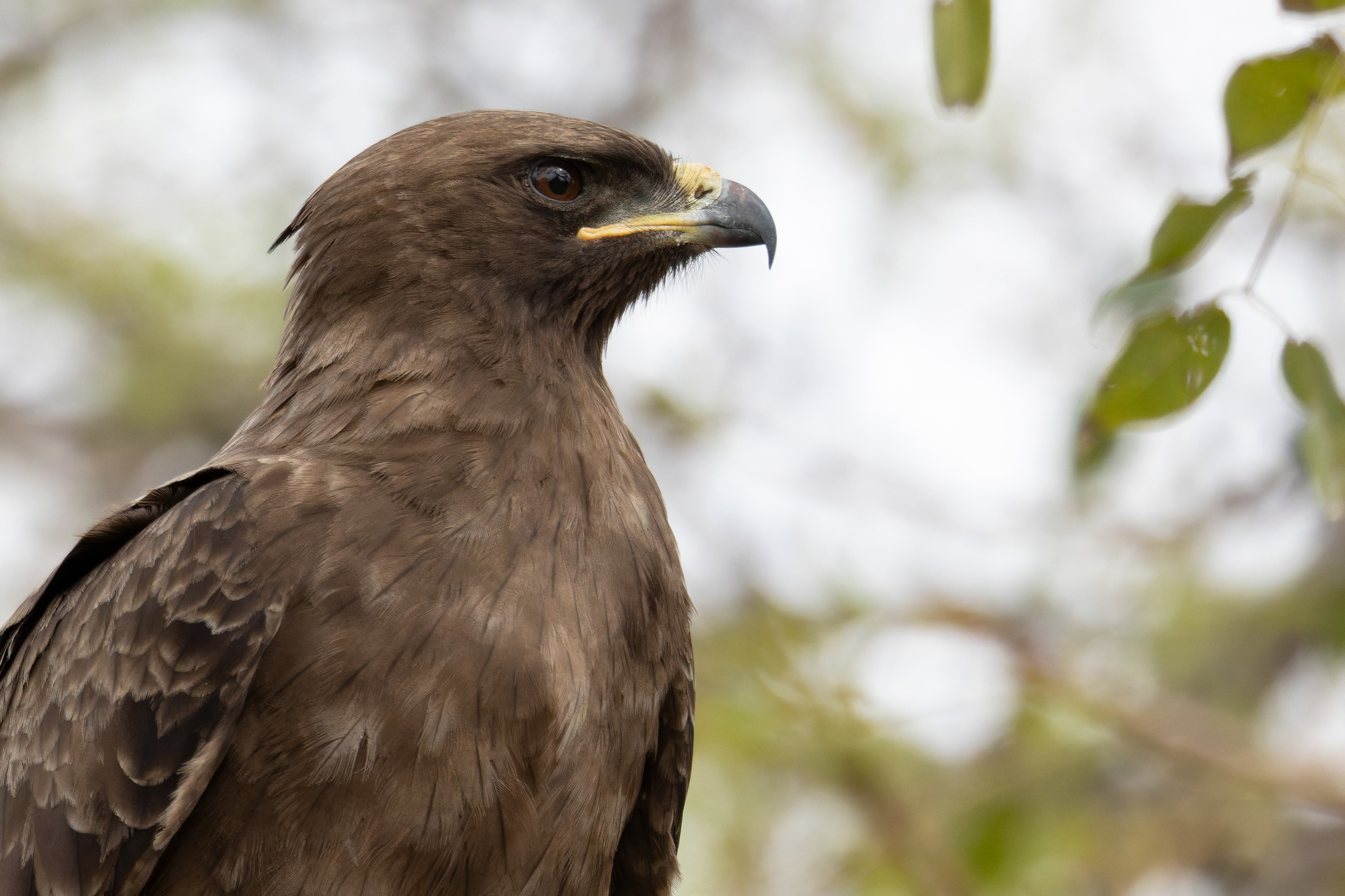 Wahlberg's eagle
