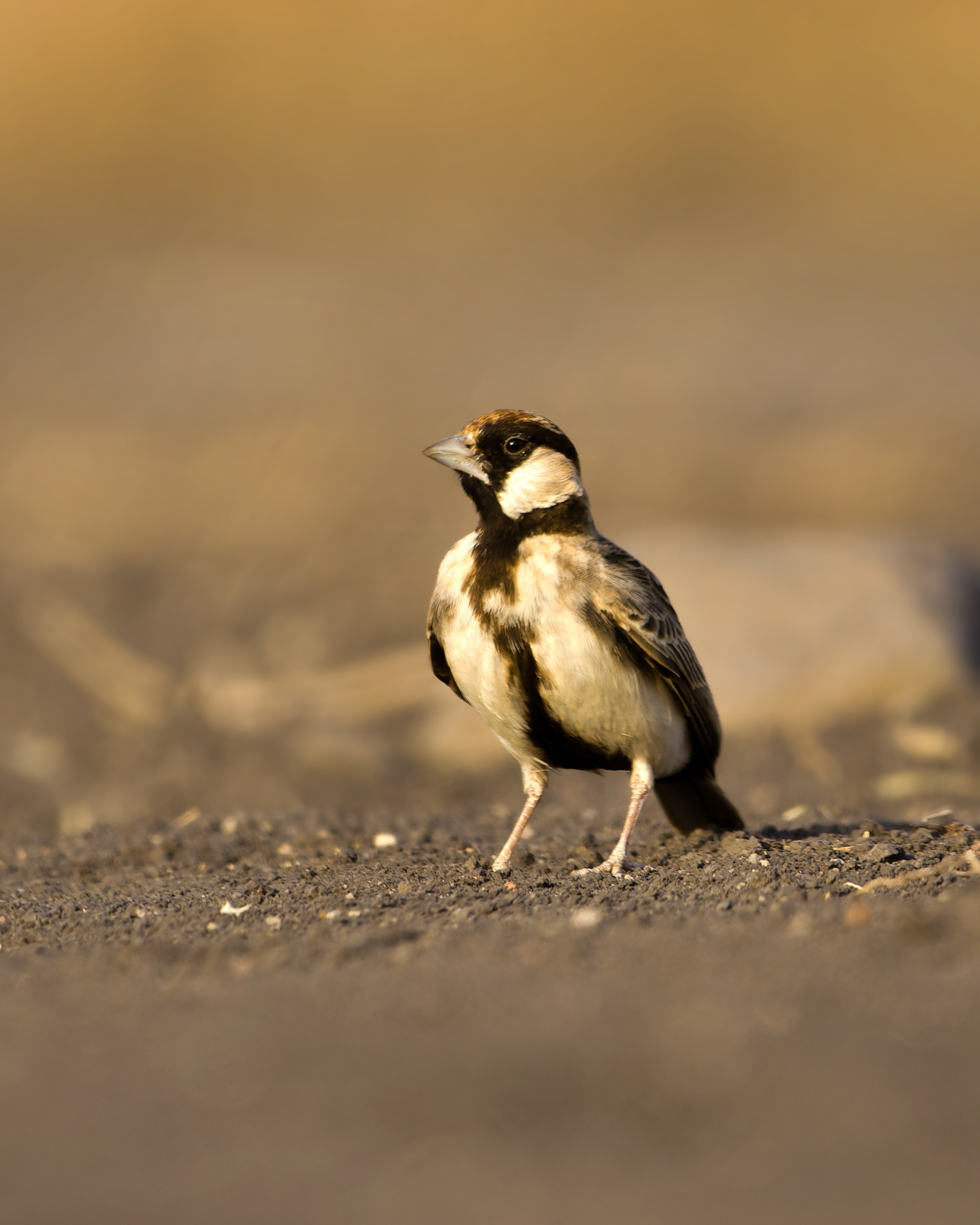 Chestnut-backed Sparrow-lark