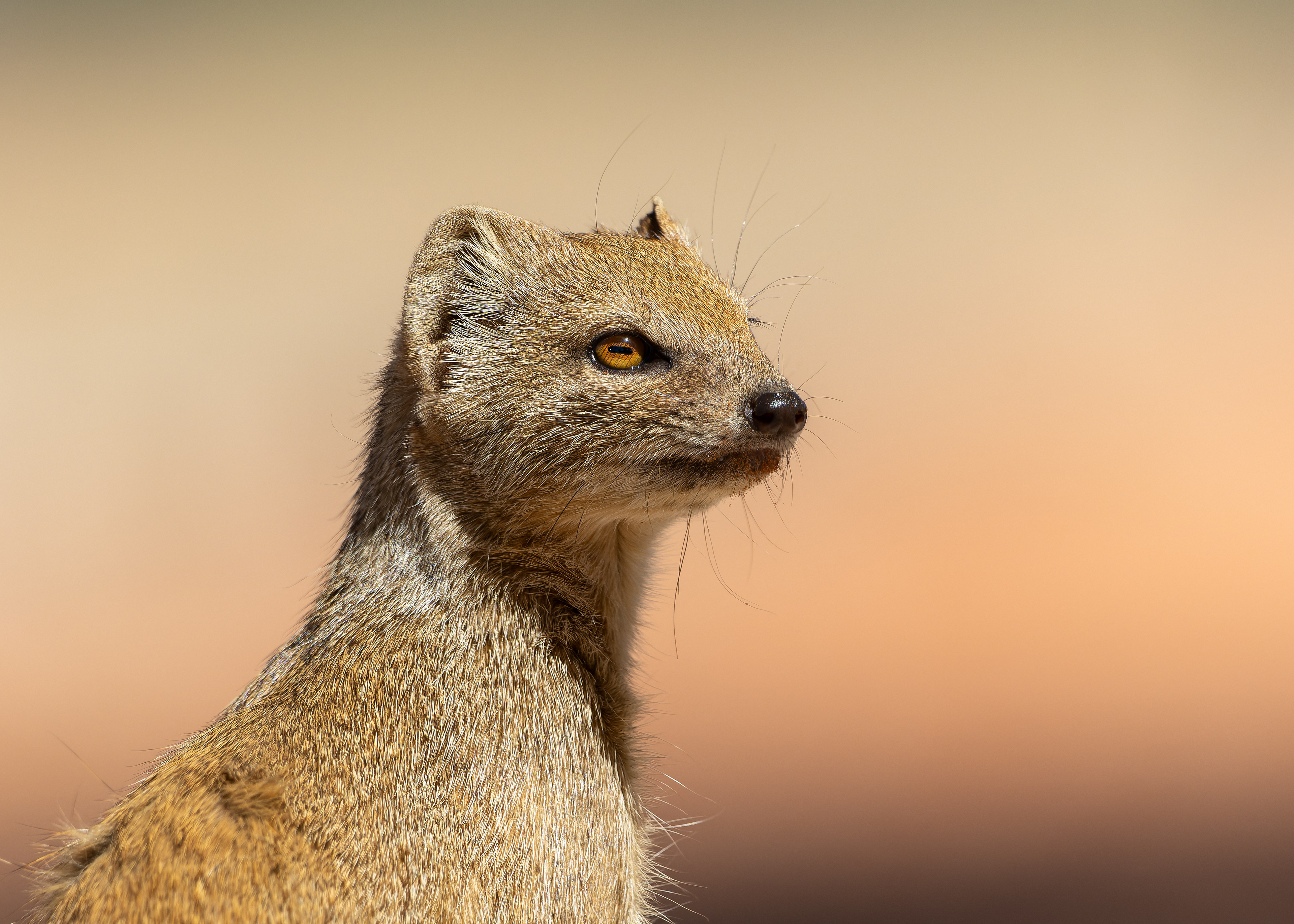 Yellow Mongoose