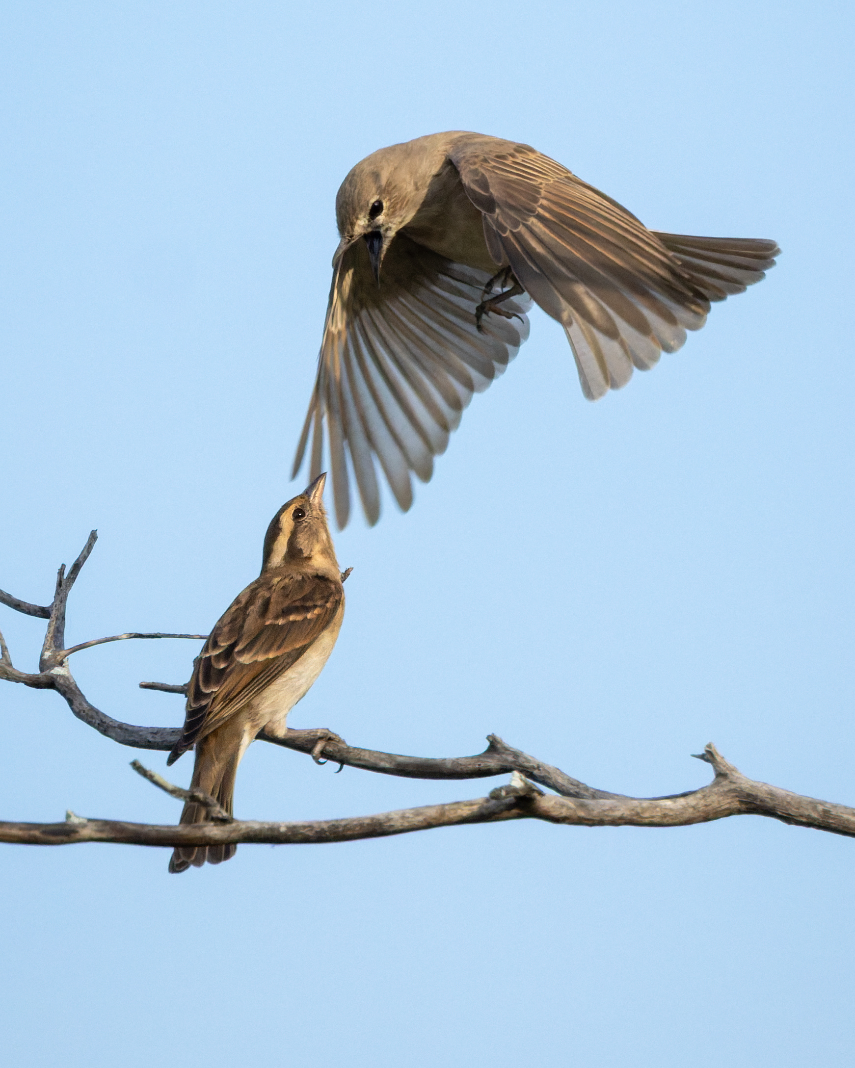 Pale Flycatcher
