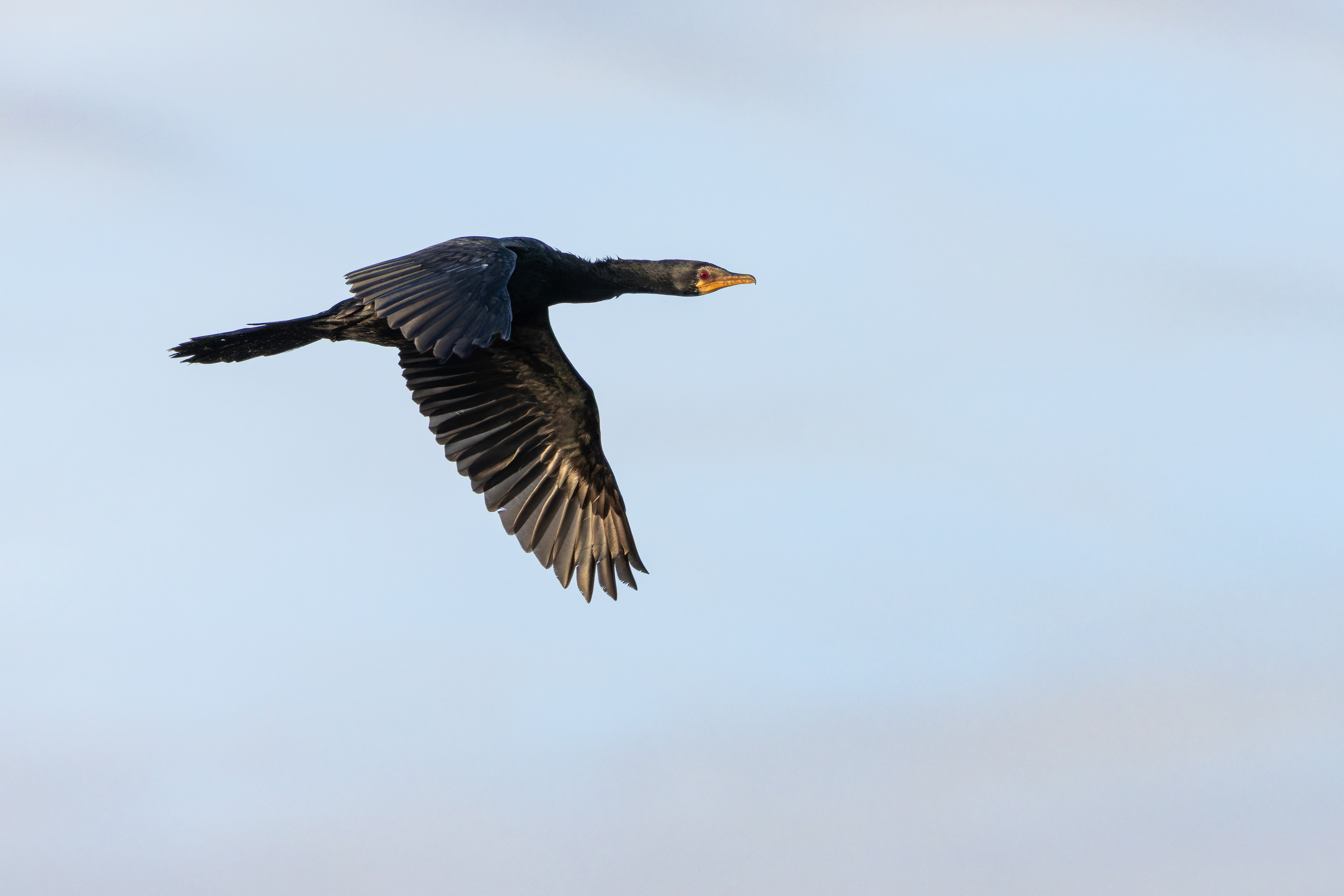 Reed Cormorant