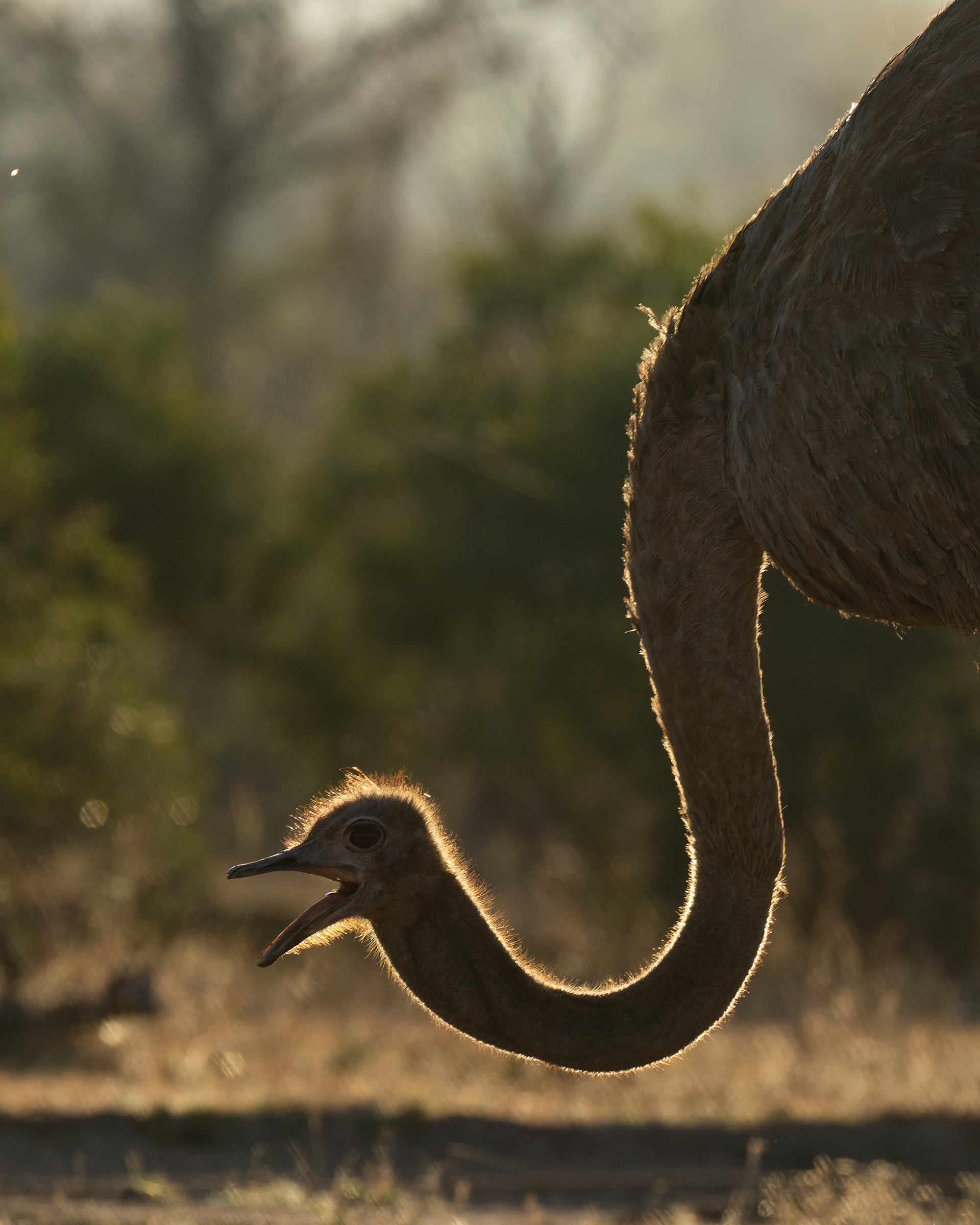 Common Ostrich