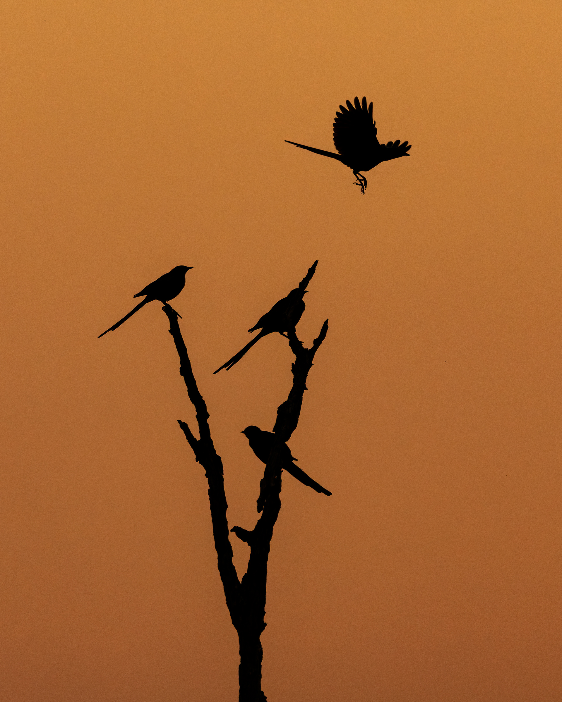 Meves's Starling